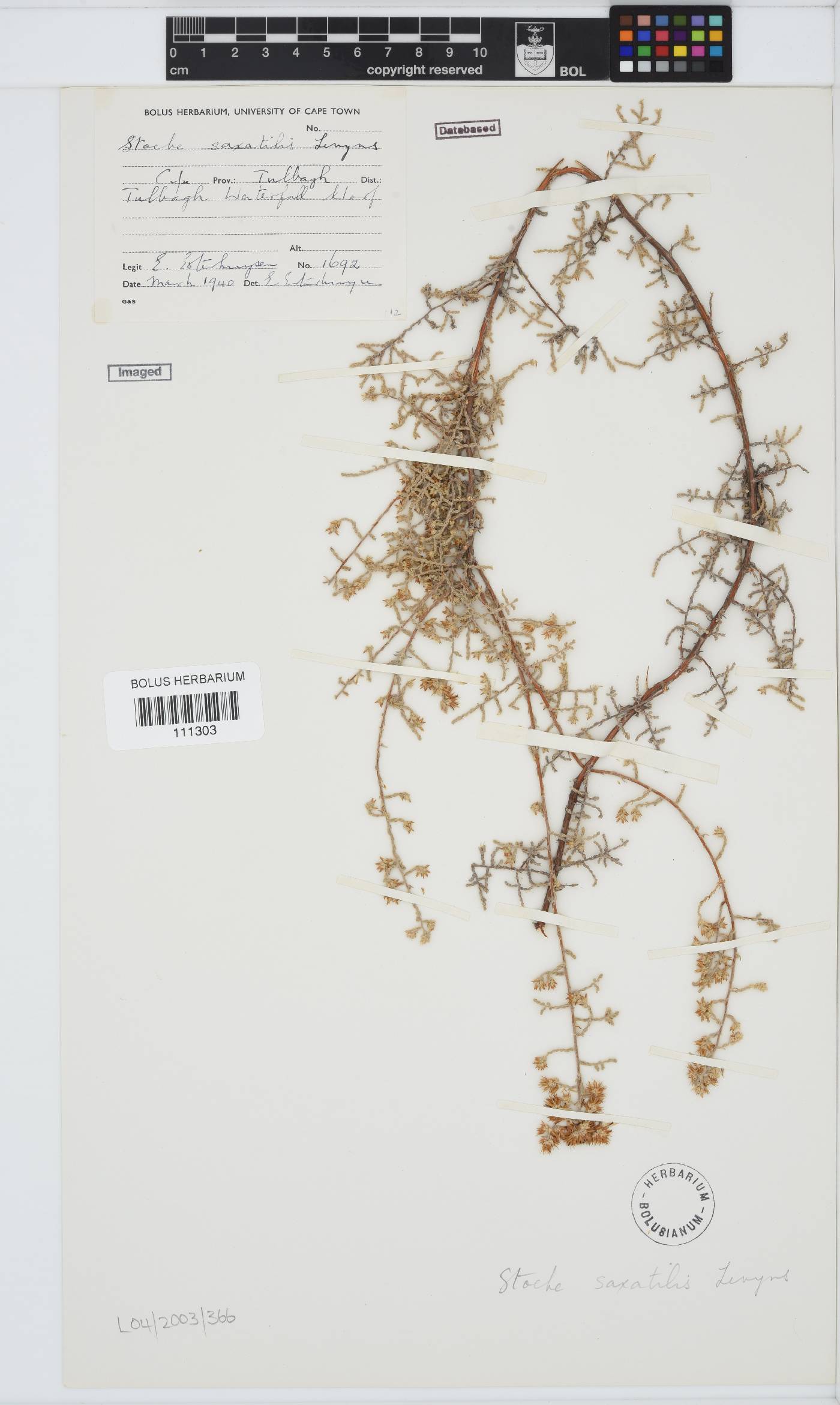 Seriphium saxatilis image