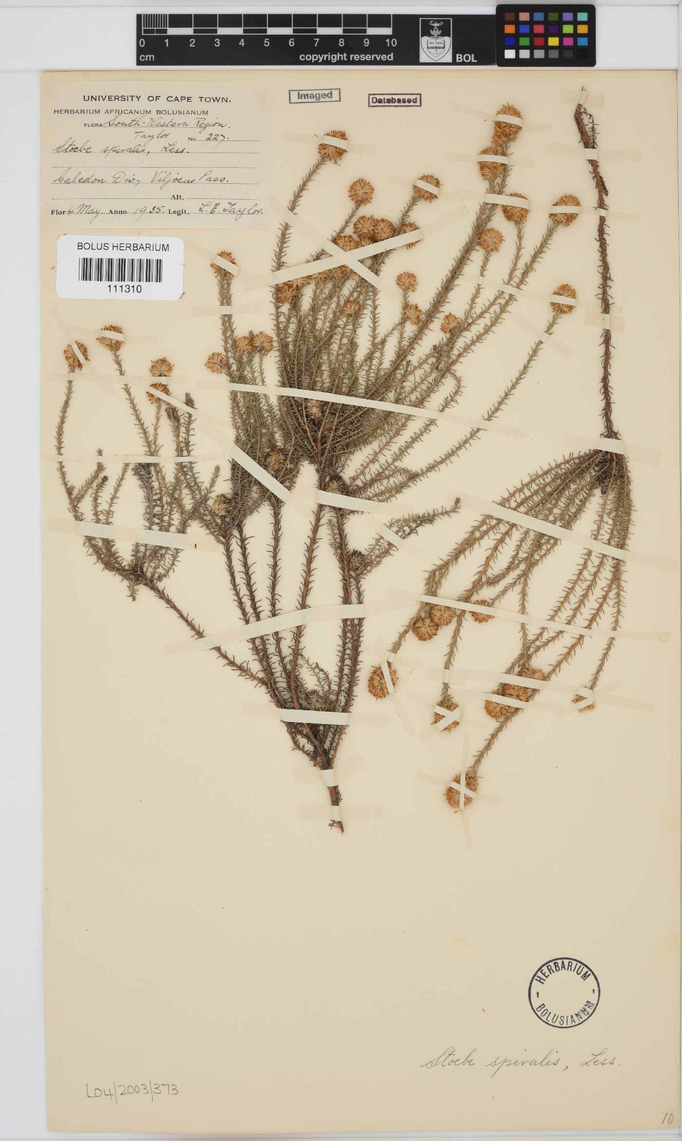 Seriphium spirale image