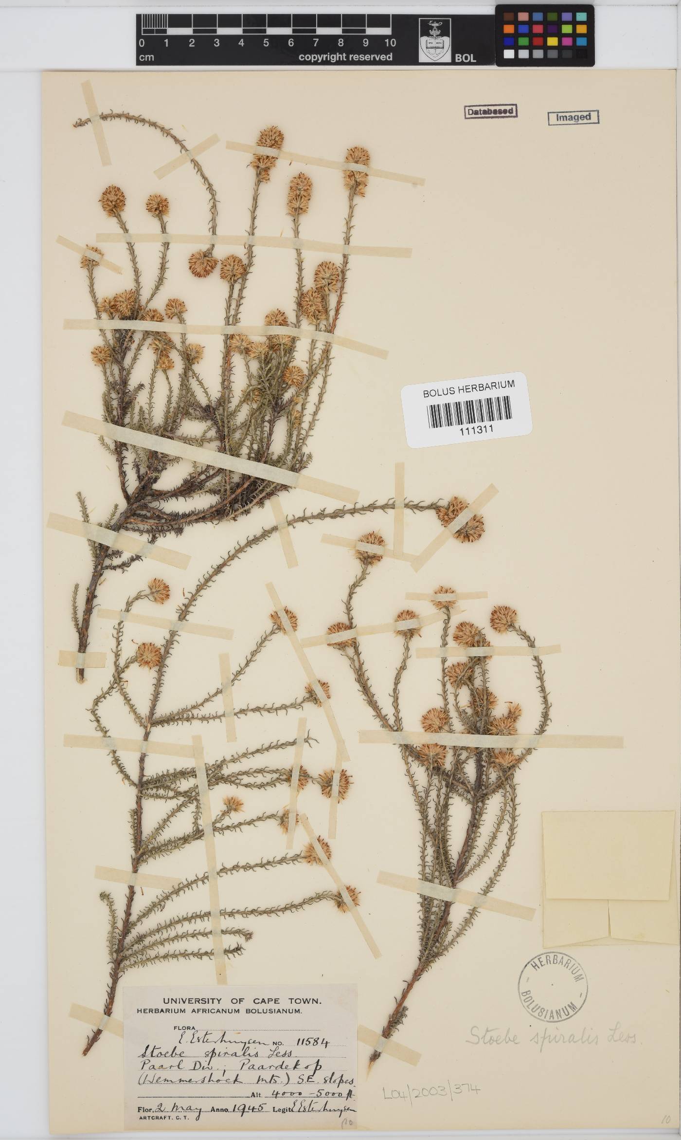 Seriphium spirale image