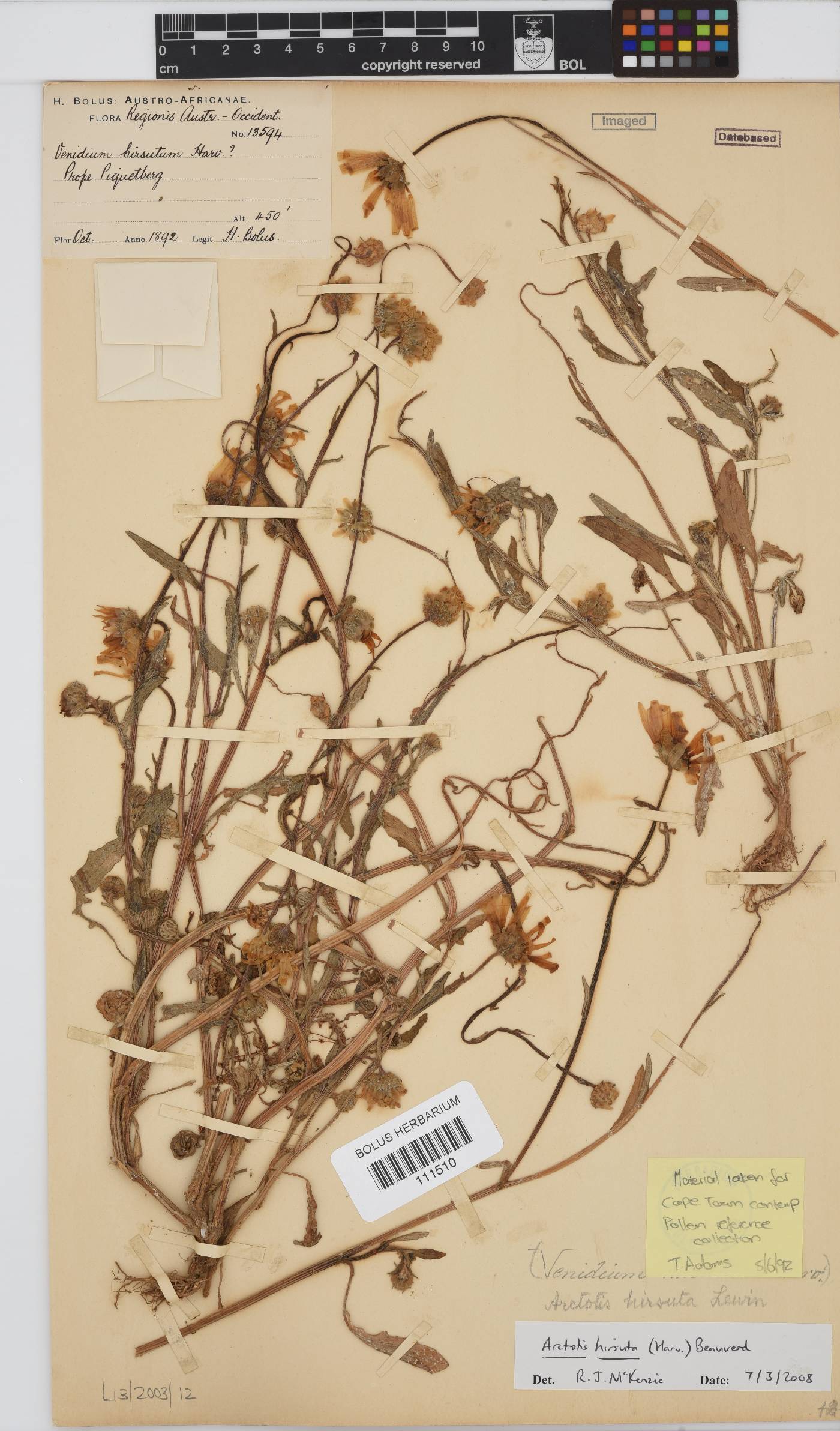 Arctotis hirsuta image