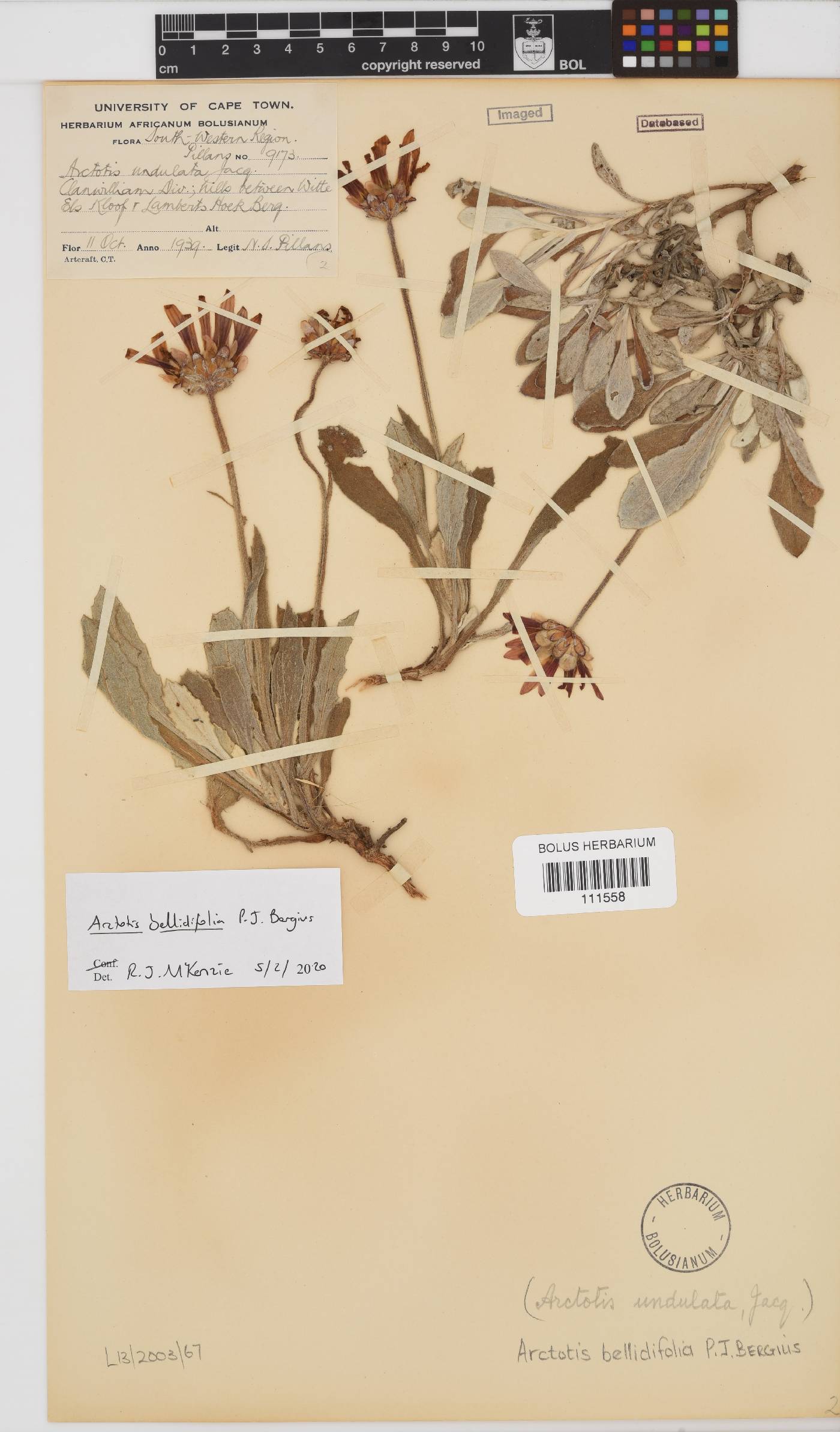 Arctotis bellidifolia image