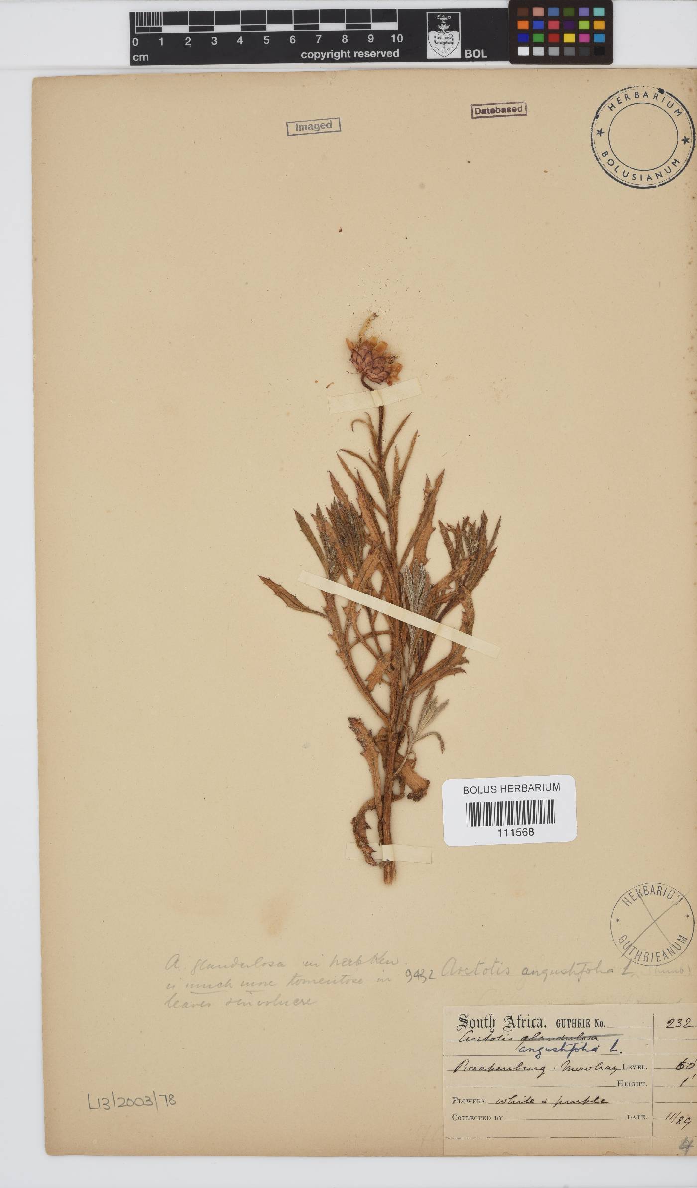 Arctotis angustifolia image