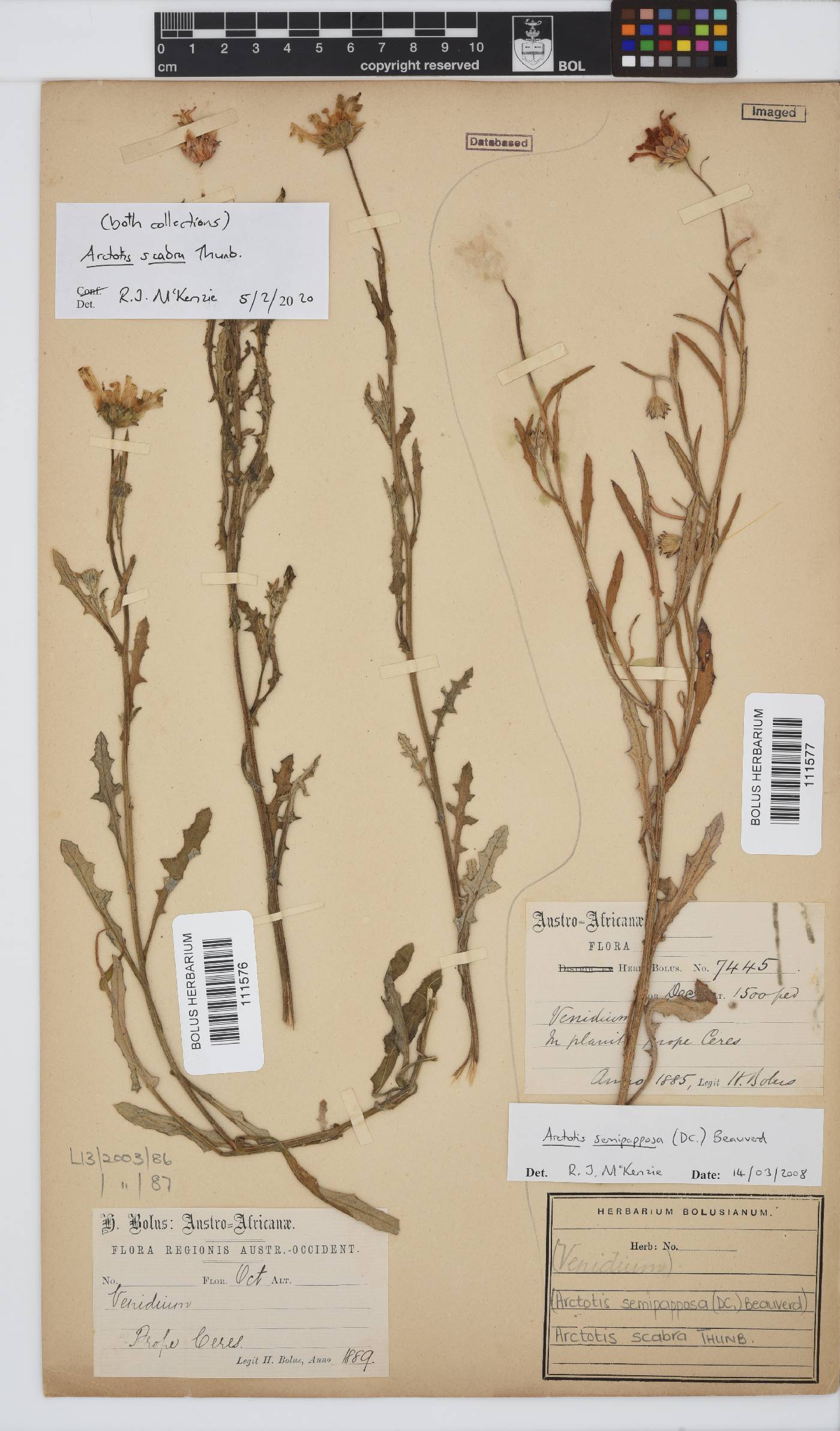 Arctotis scabra image