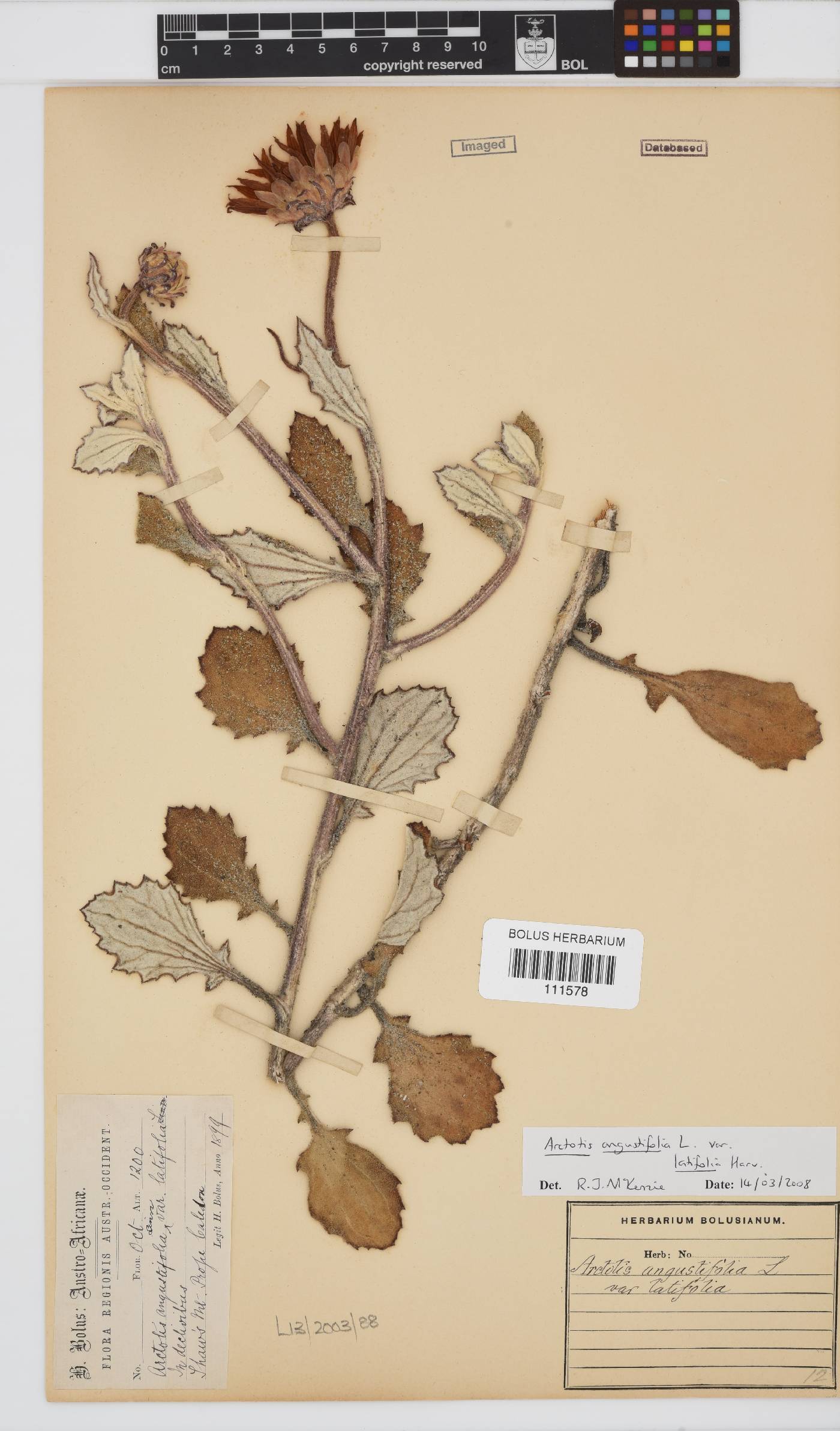 Arctotis angustifolia var. latifolia image