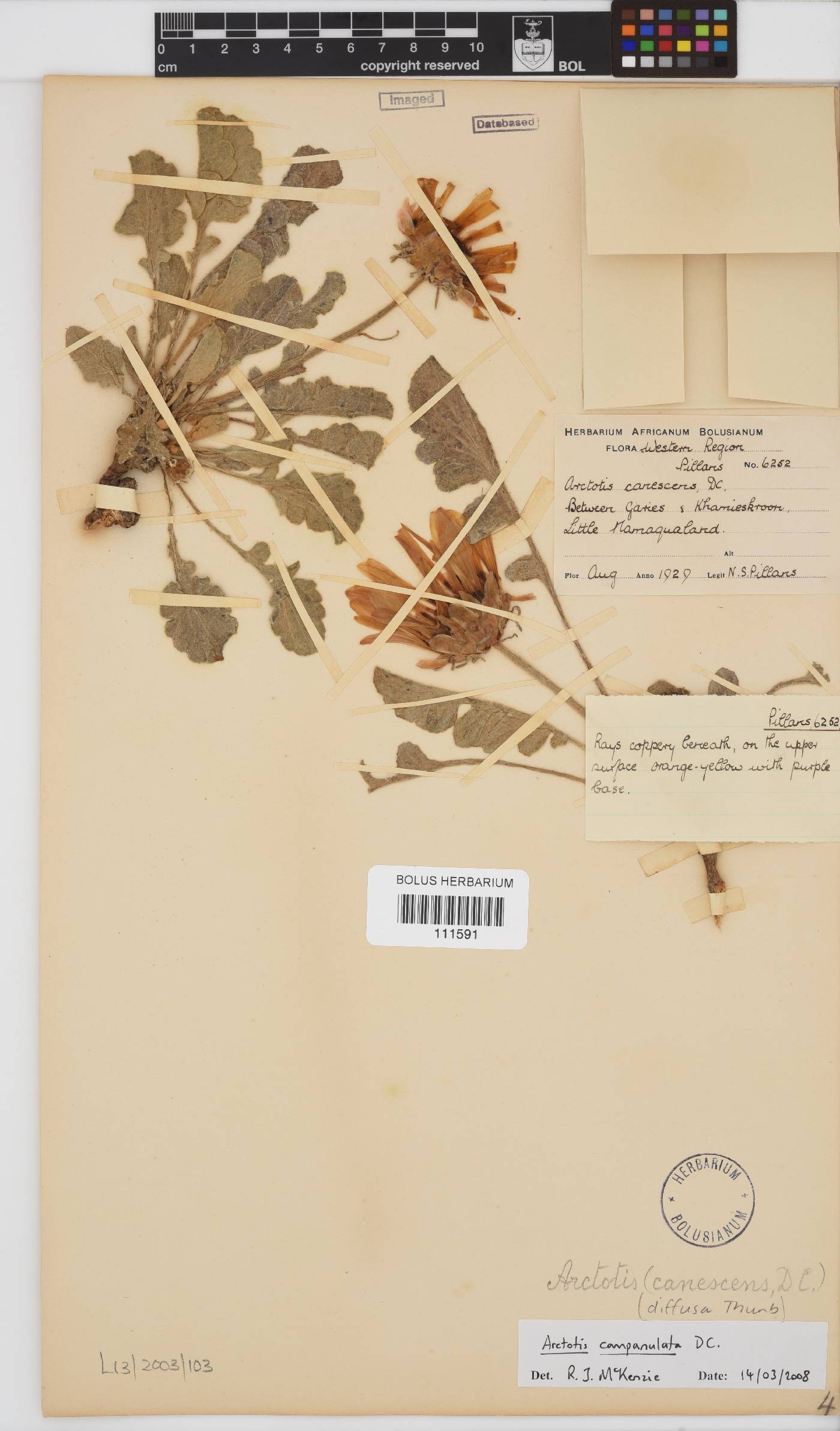 Arctotis campanulata image