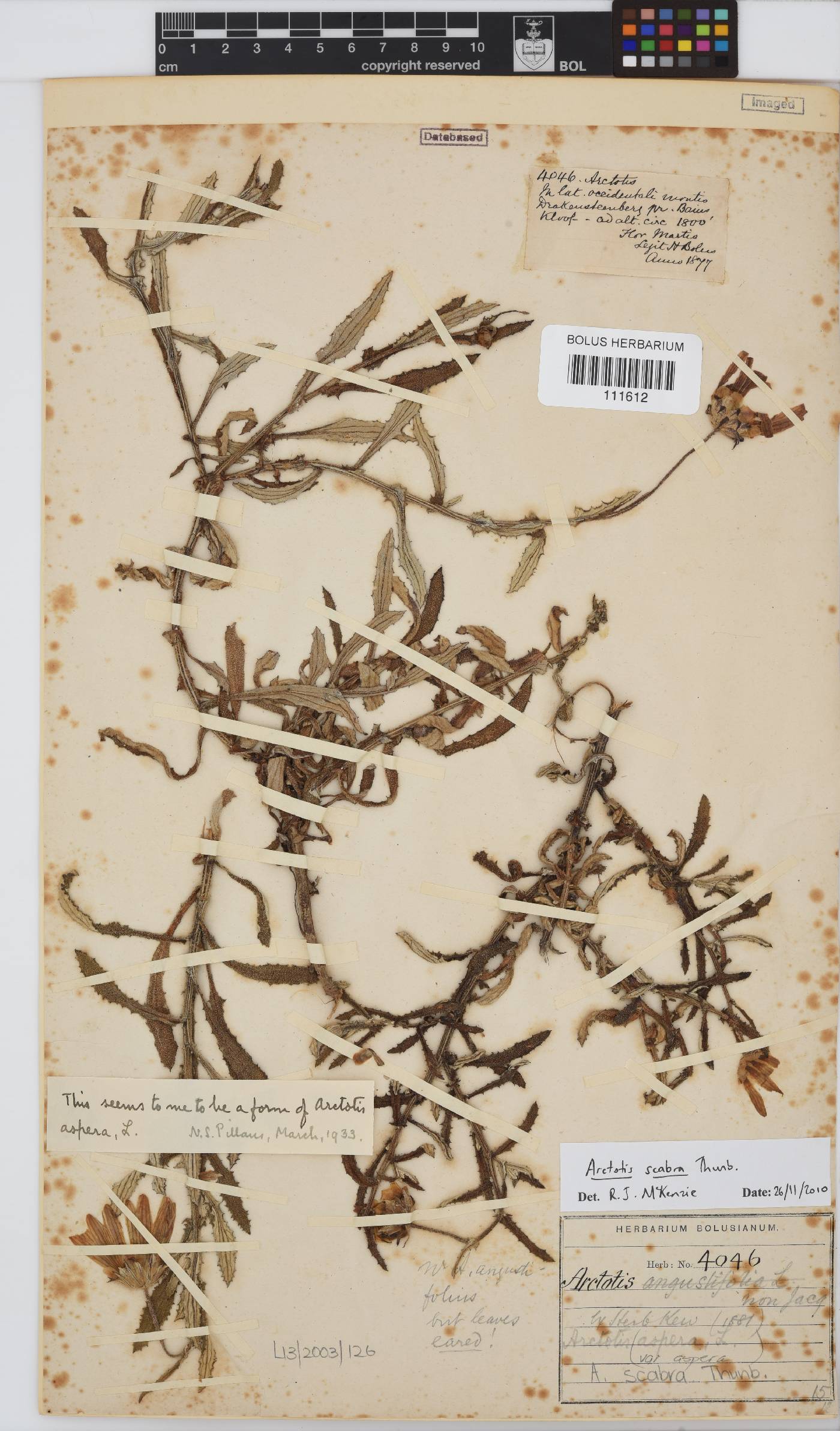 Arctotis scabra image