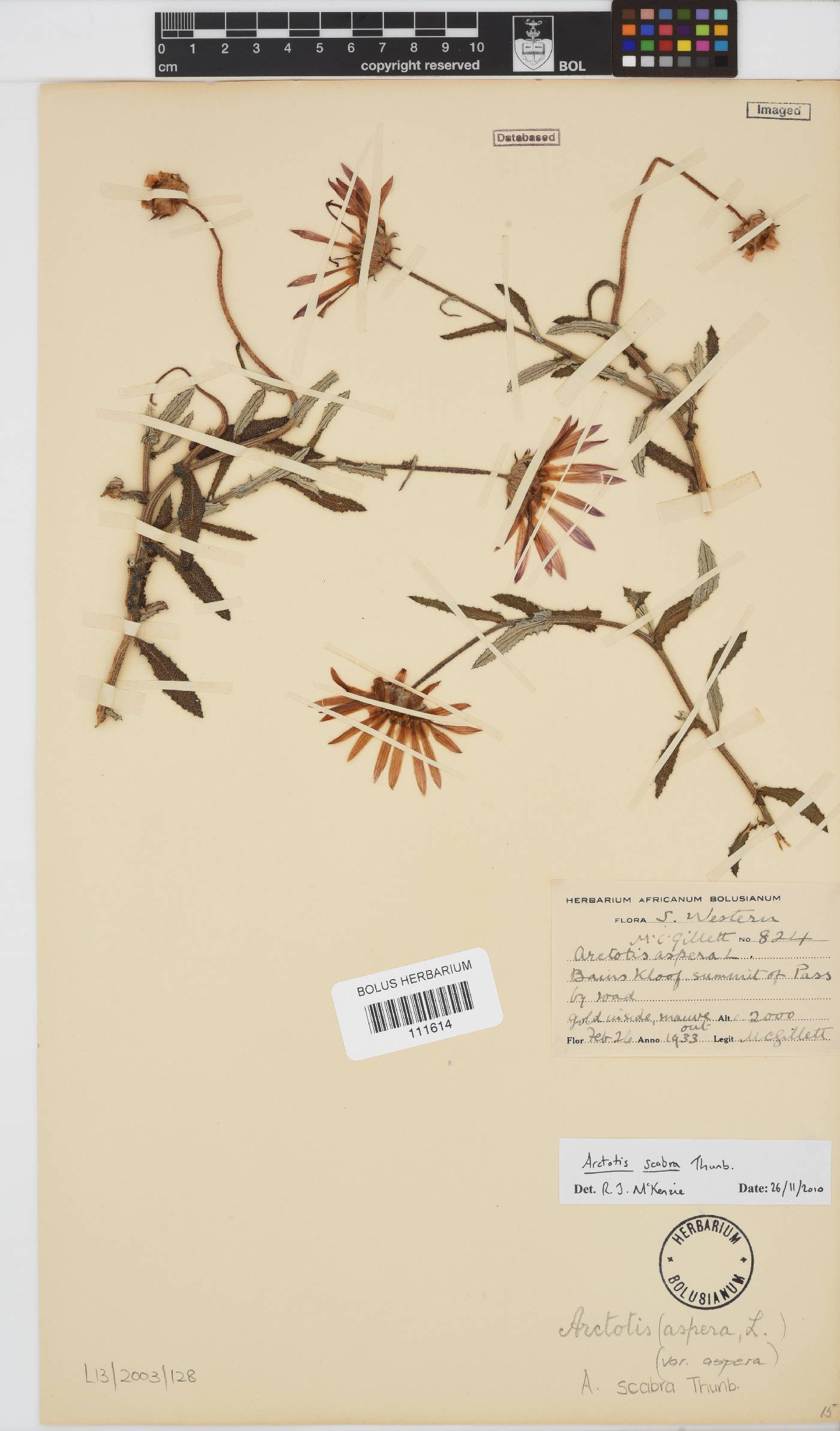 Arctotis scabra image