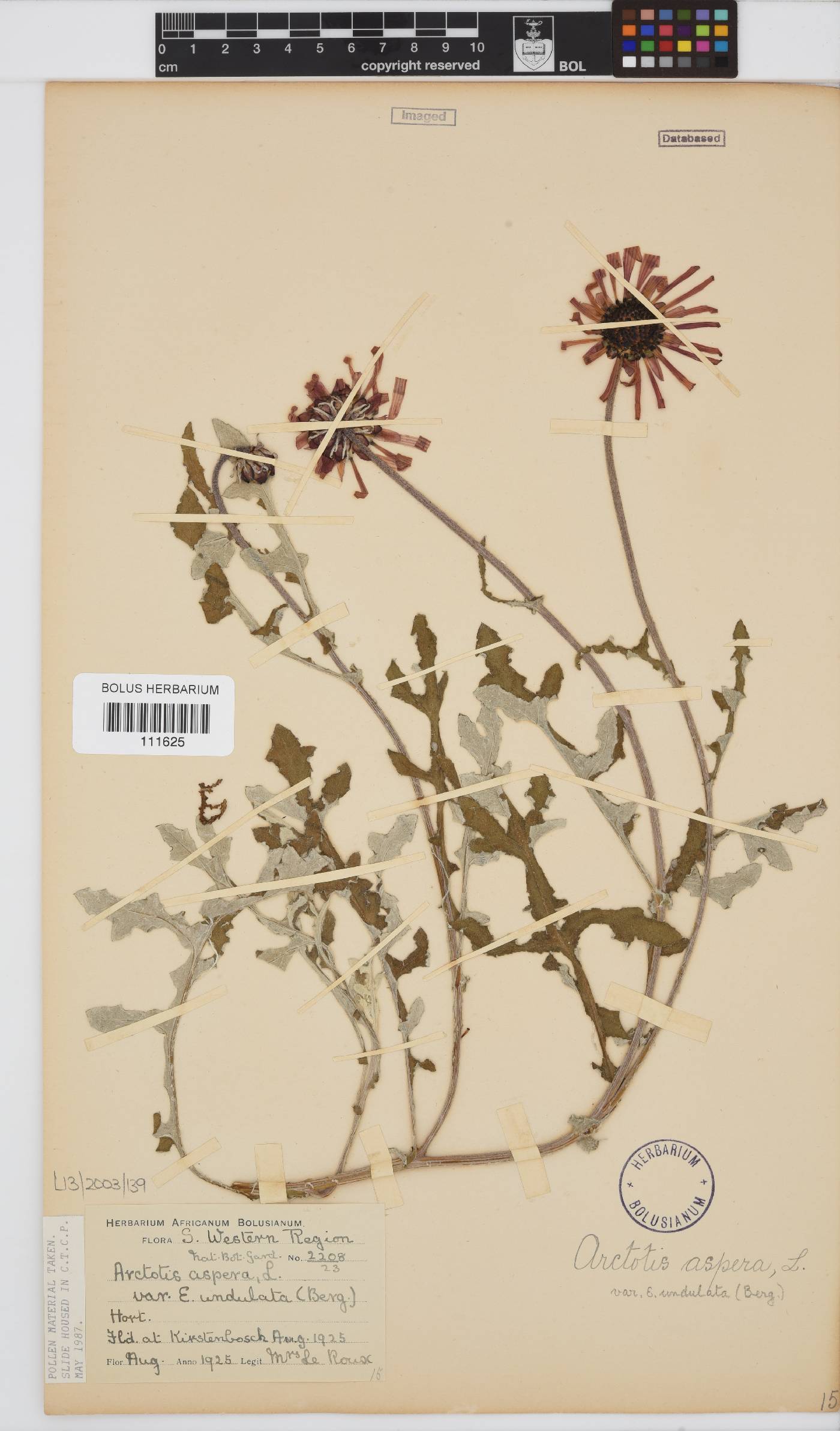 Arctotis aspera image