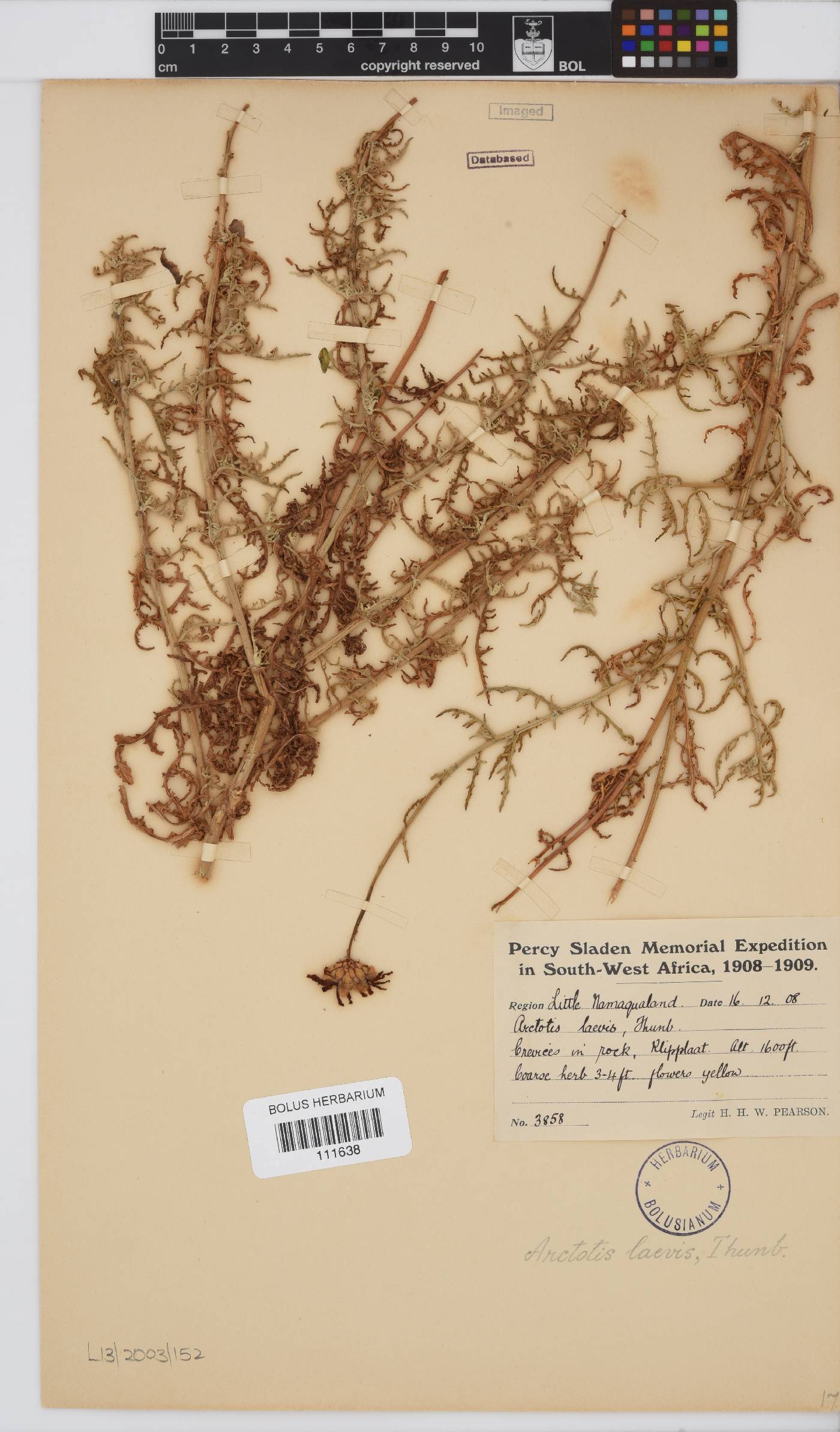Arctotis laciniata image