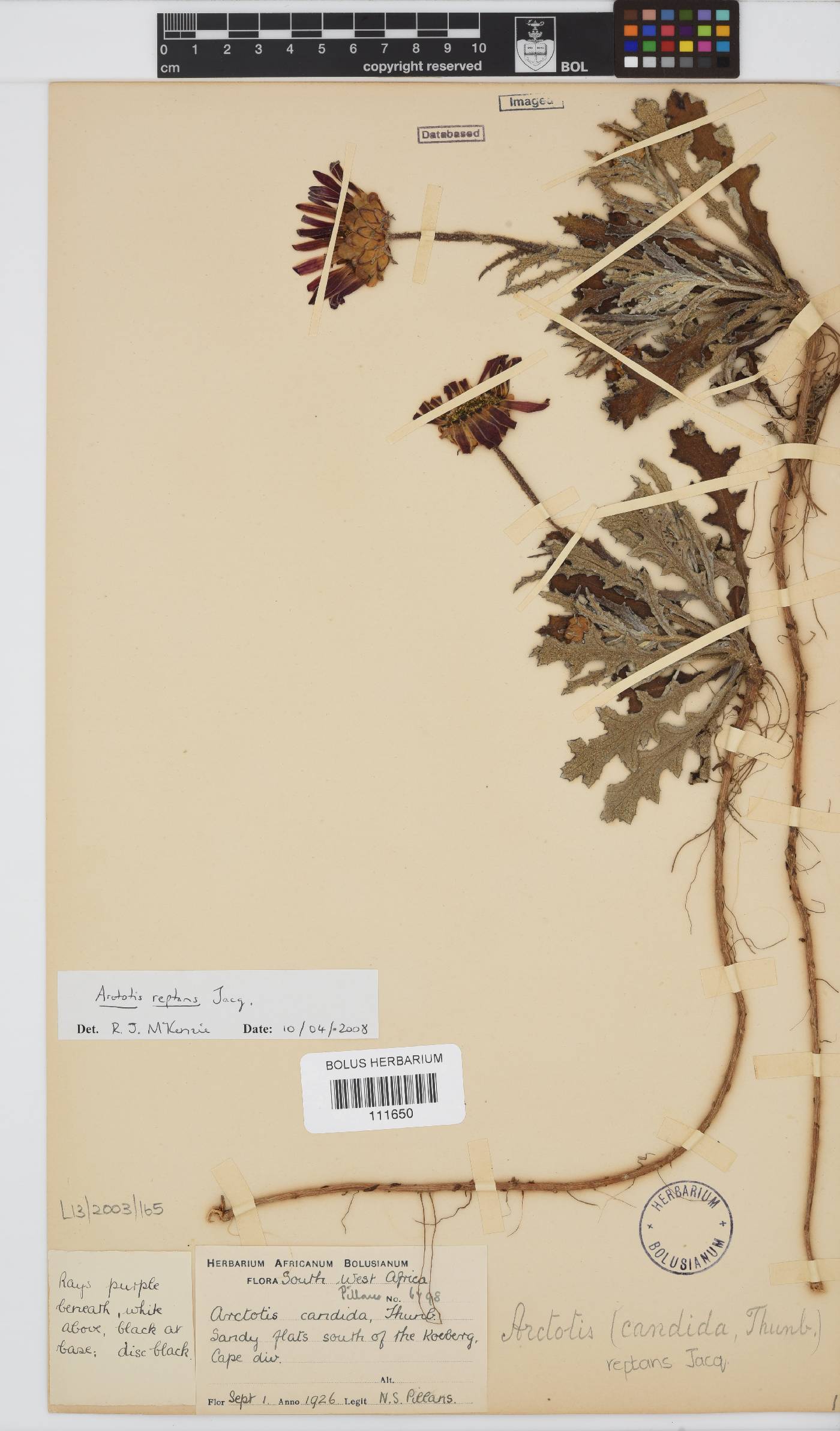 Arctotis reptans image