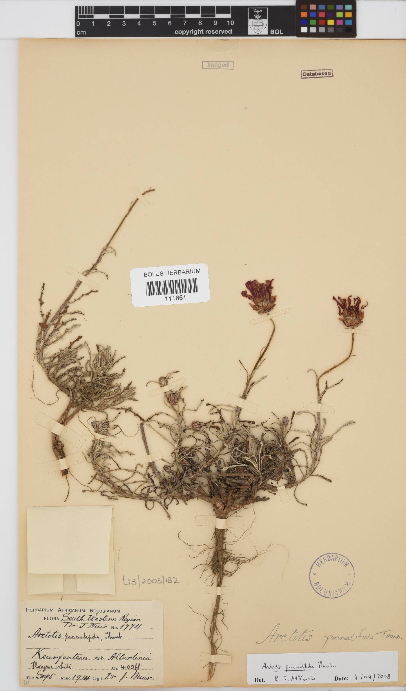 Arctotis pinnatifida image