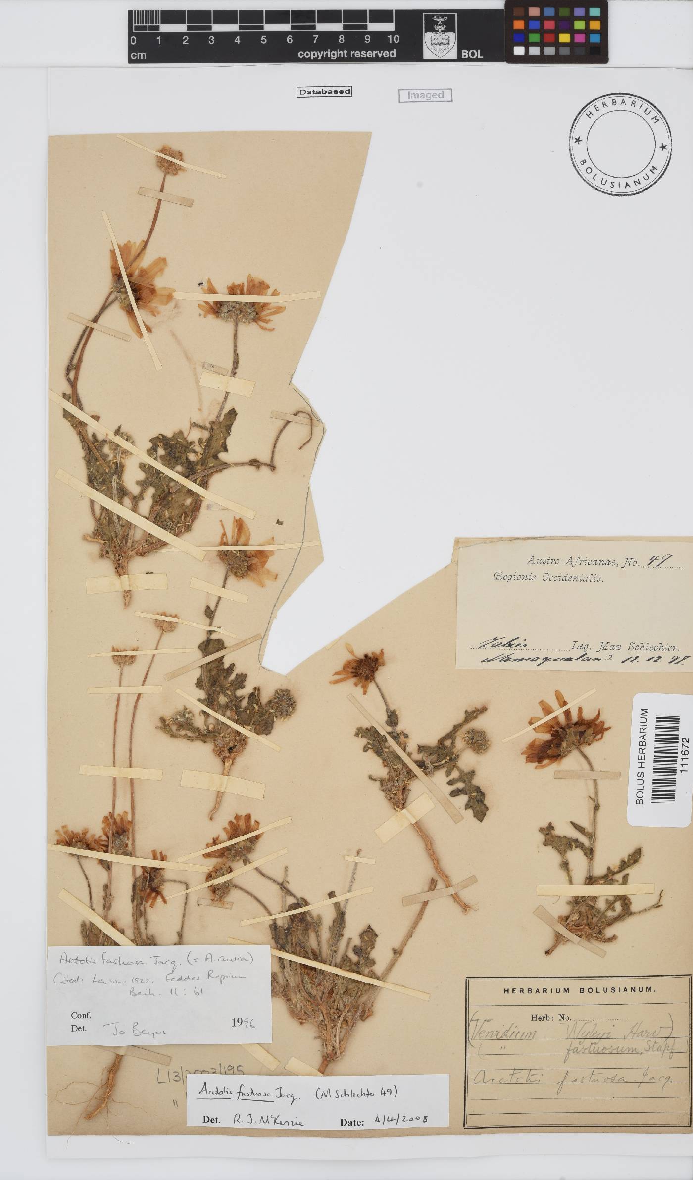 Arctotis fastuosa image
