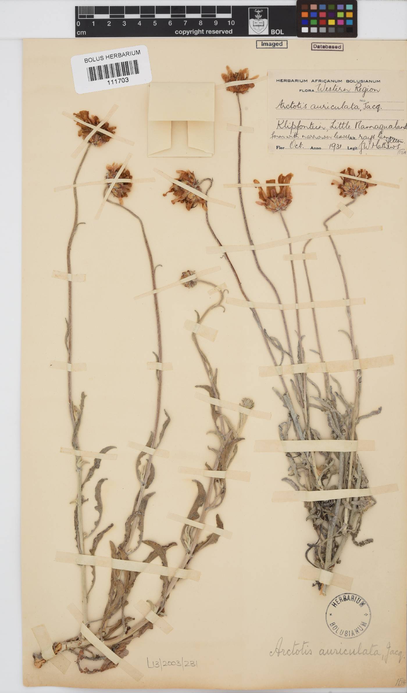 Arctotis auriculata image