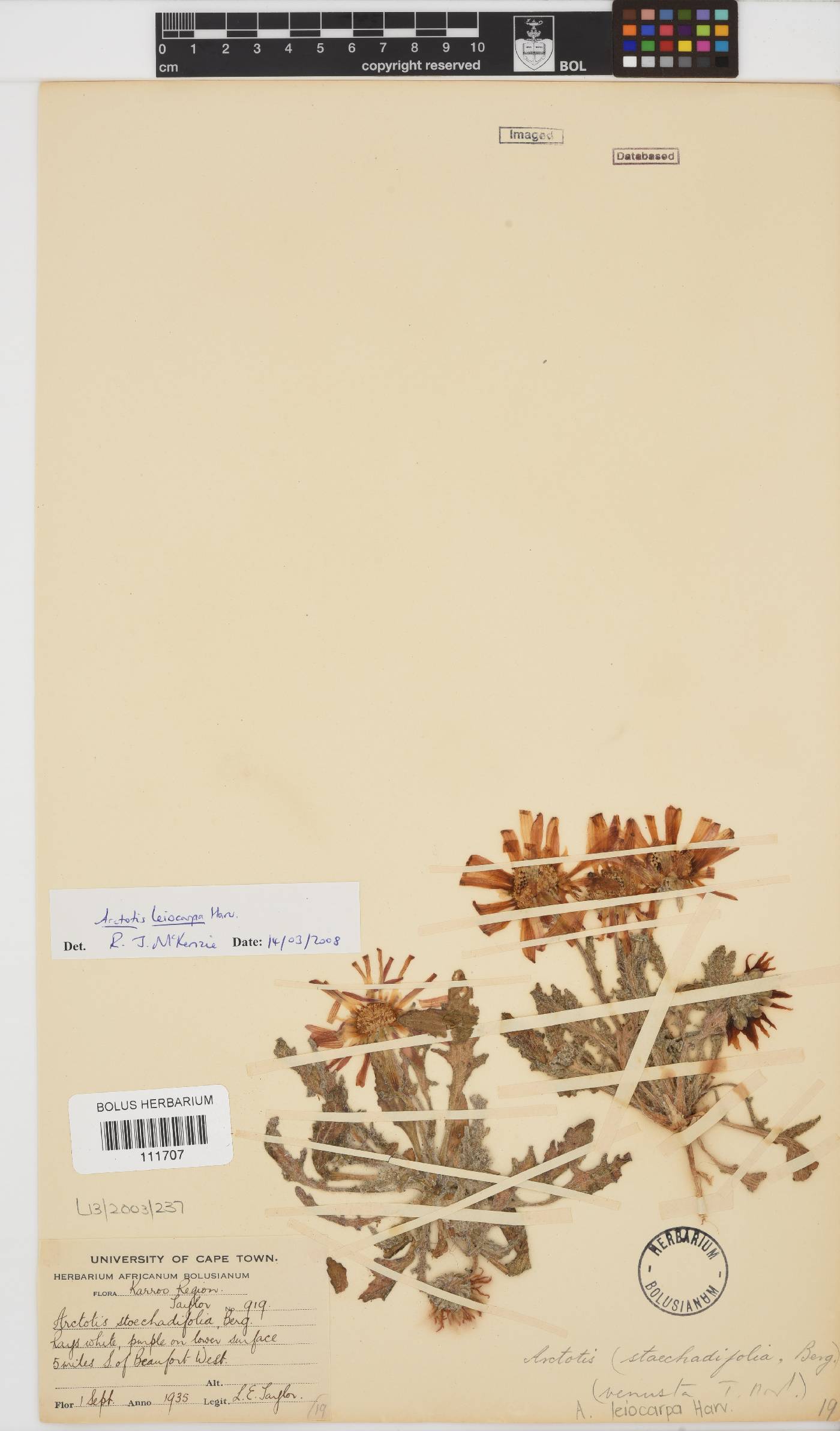 Arctotis leiocarpa image