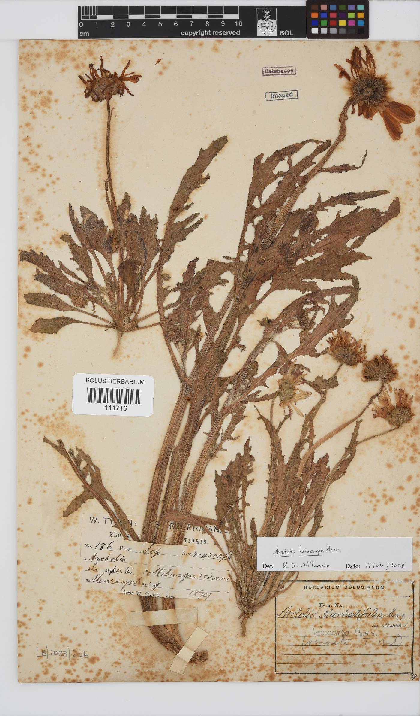 Arctotis leiocarpa image