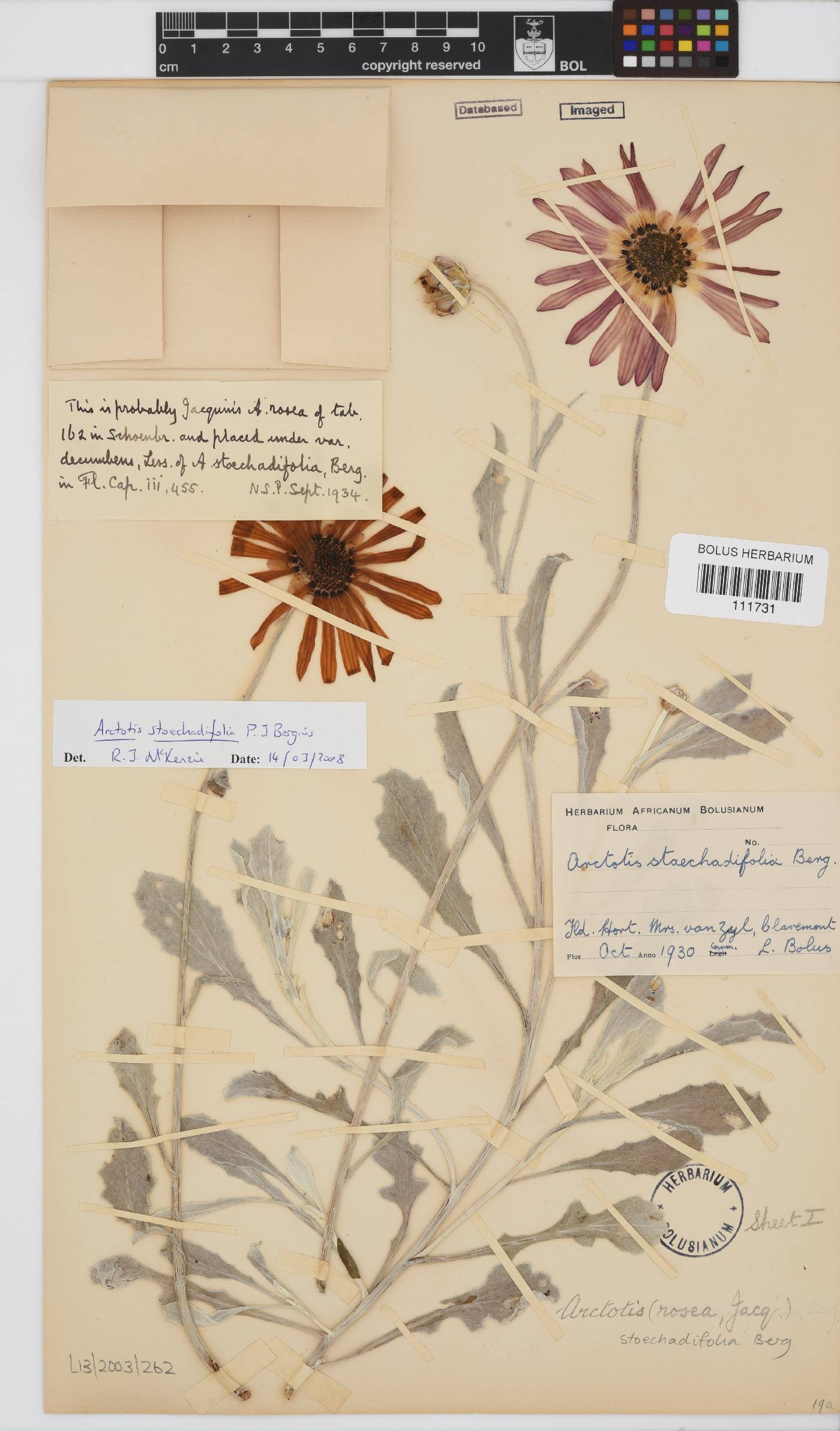 Arctotis stoechadifolia image