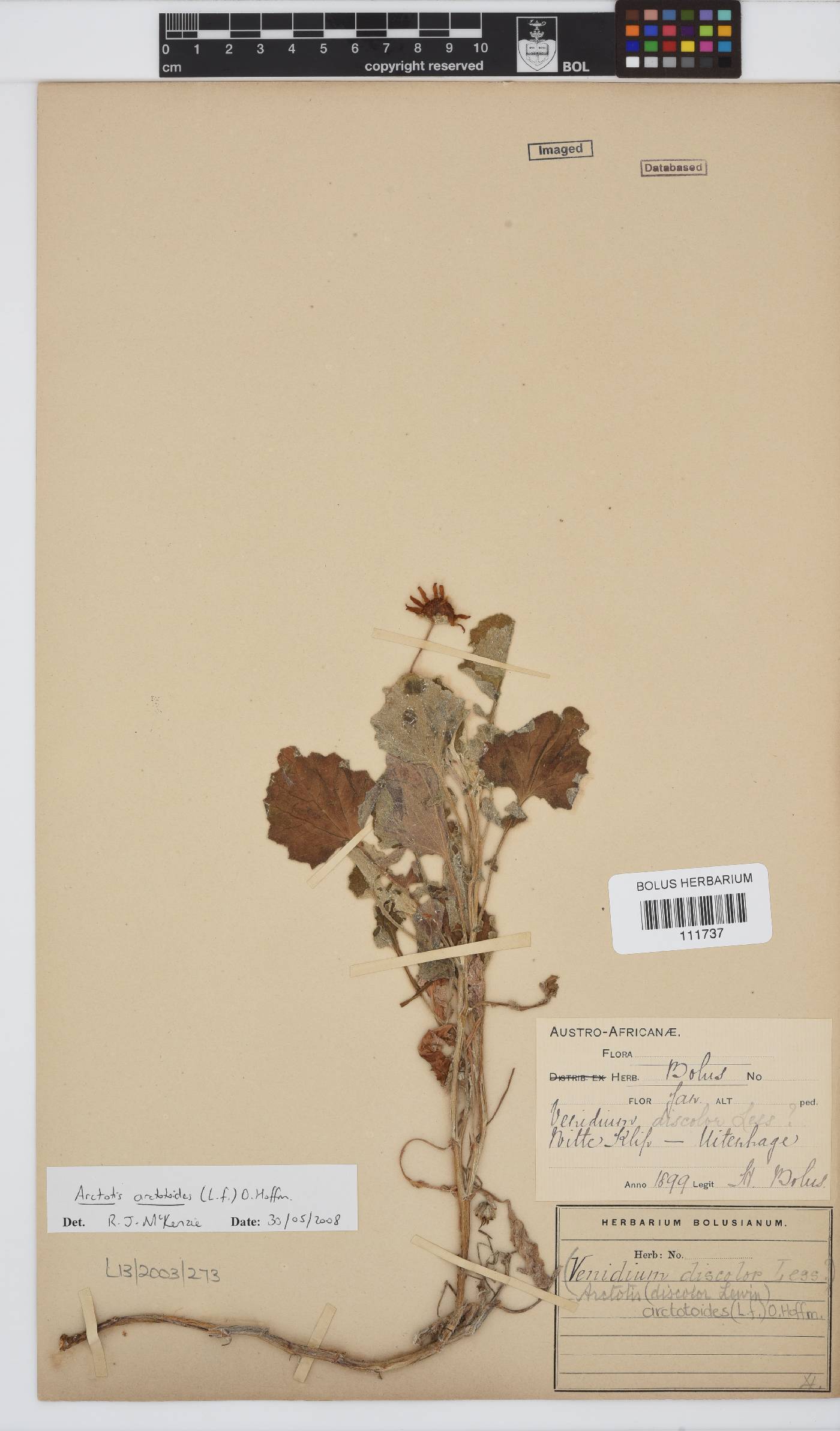 Arctotis arctotoides image