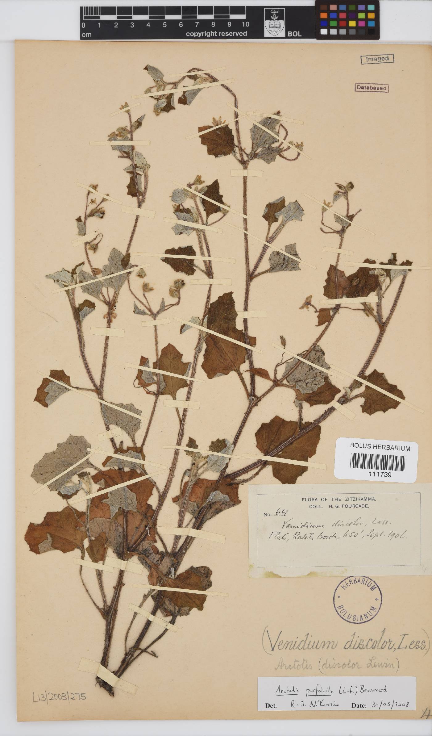 Arctotis perfoliata image
