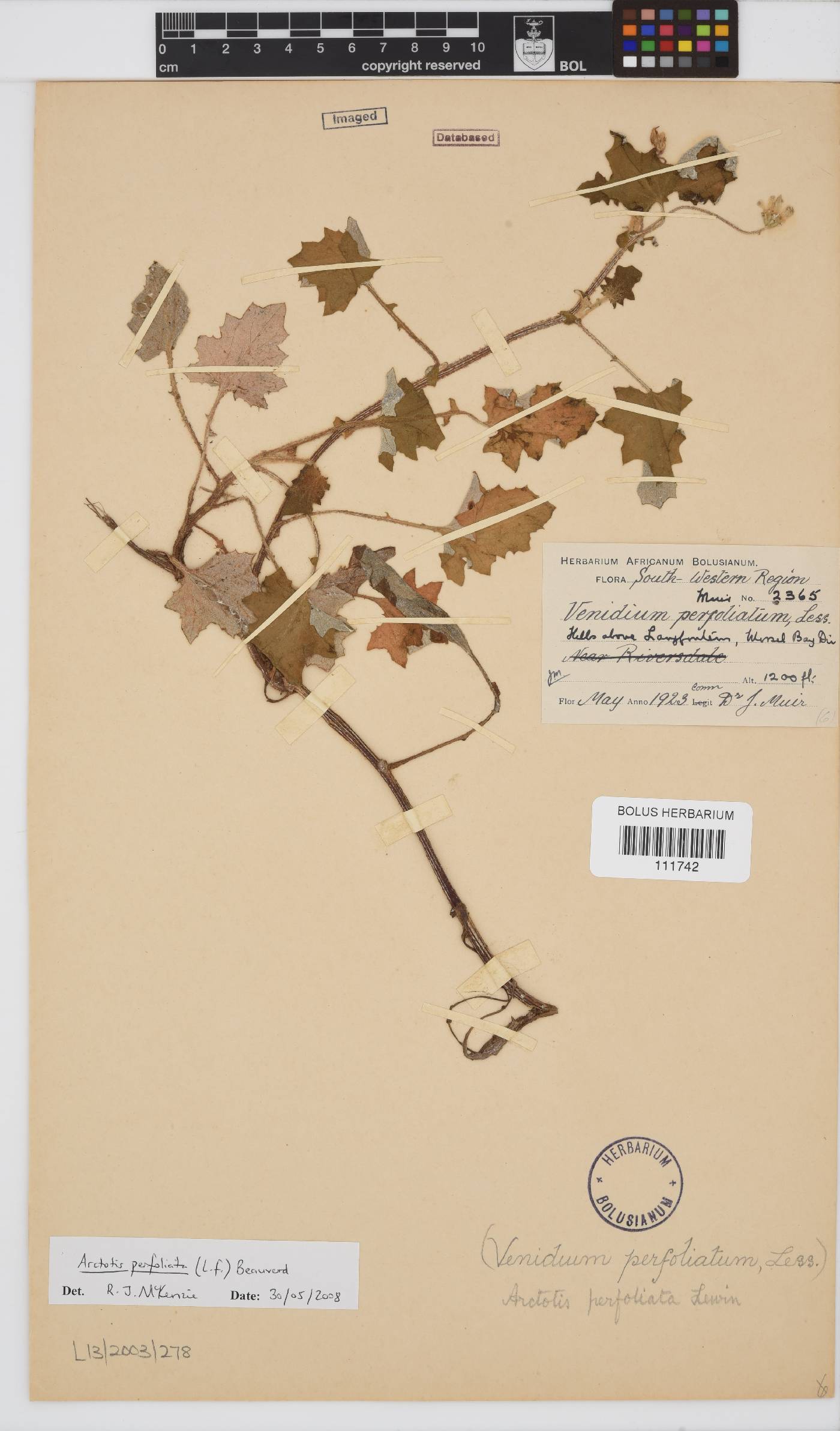 Arctotis perfoliata image