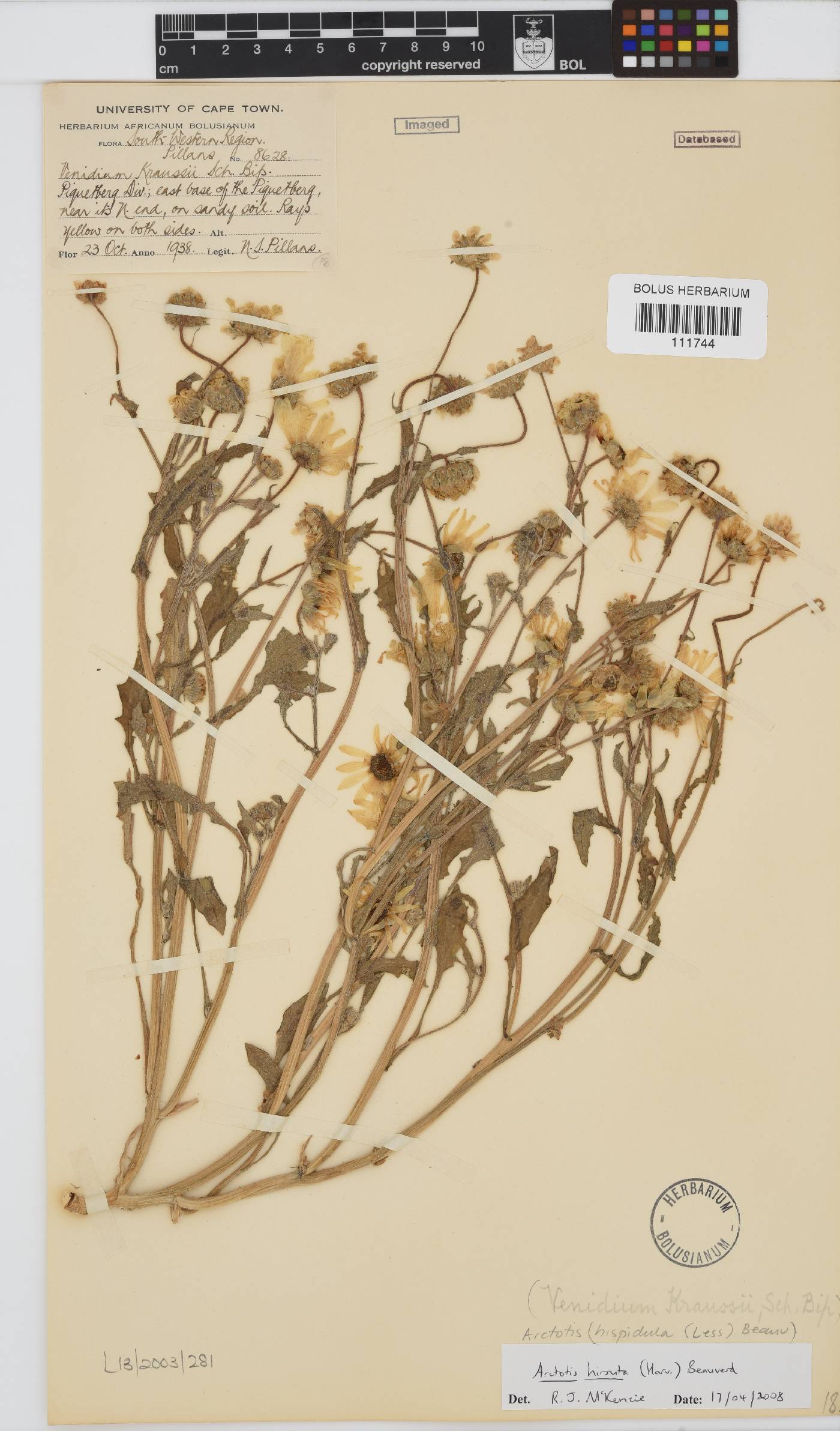 Arctotis hirsuta image