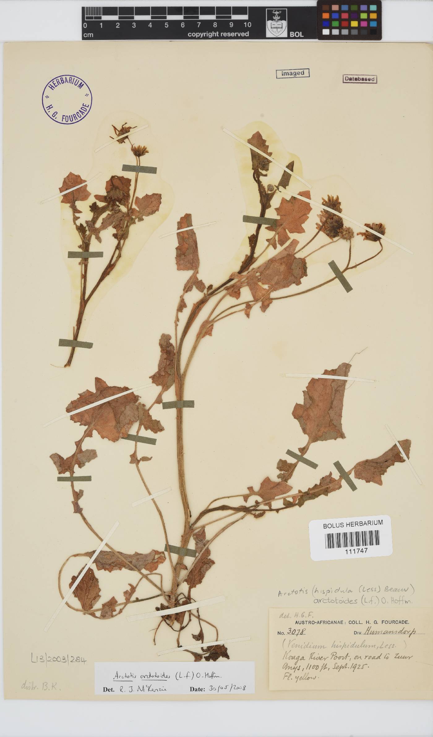 Arctotis arctotoides image