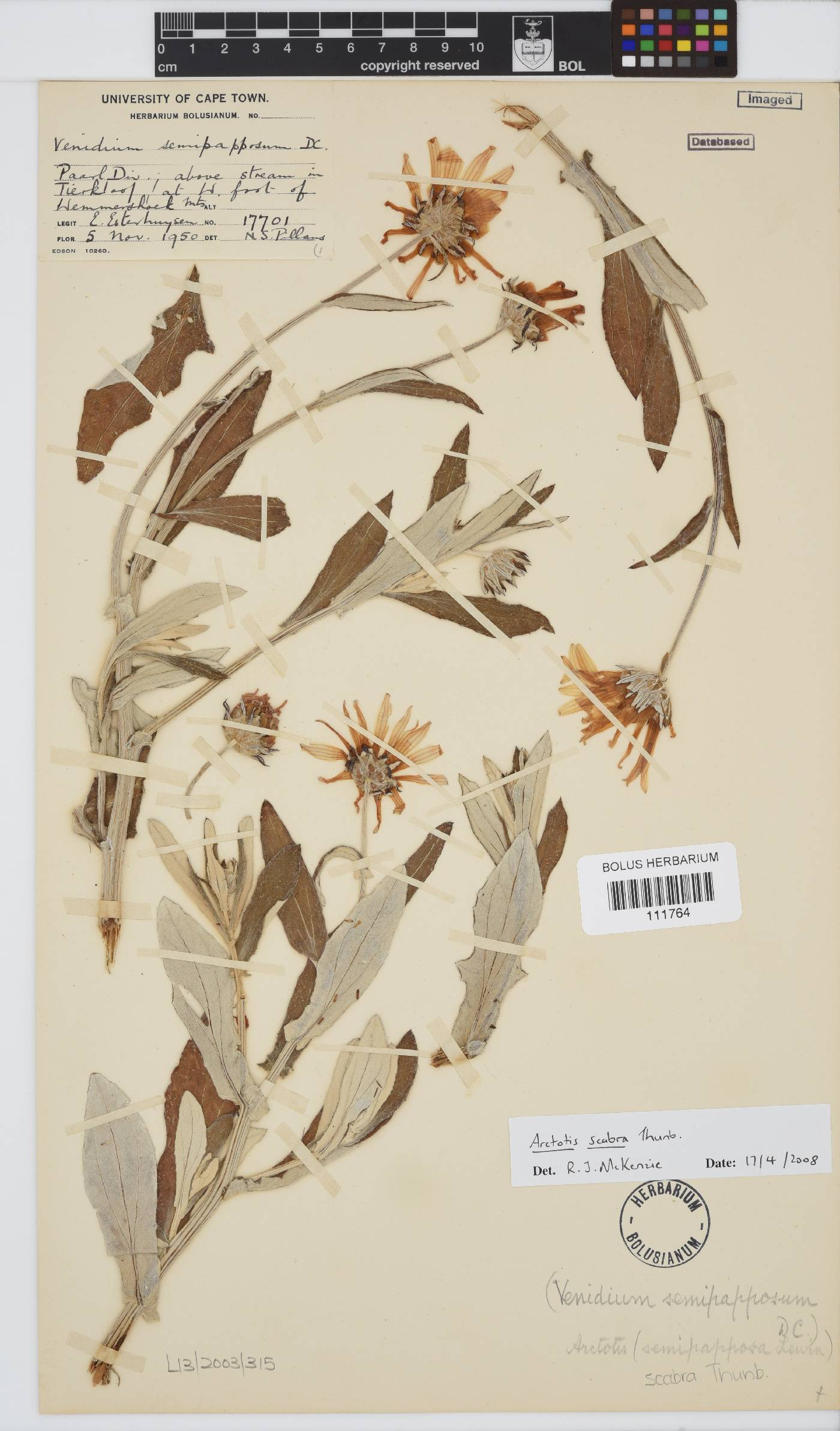 Arctotis scabra image