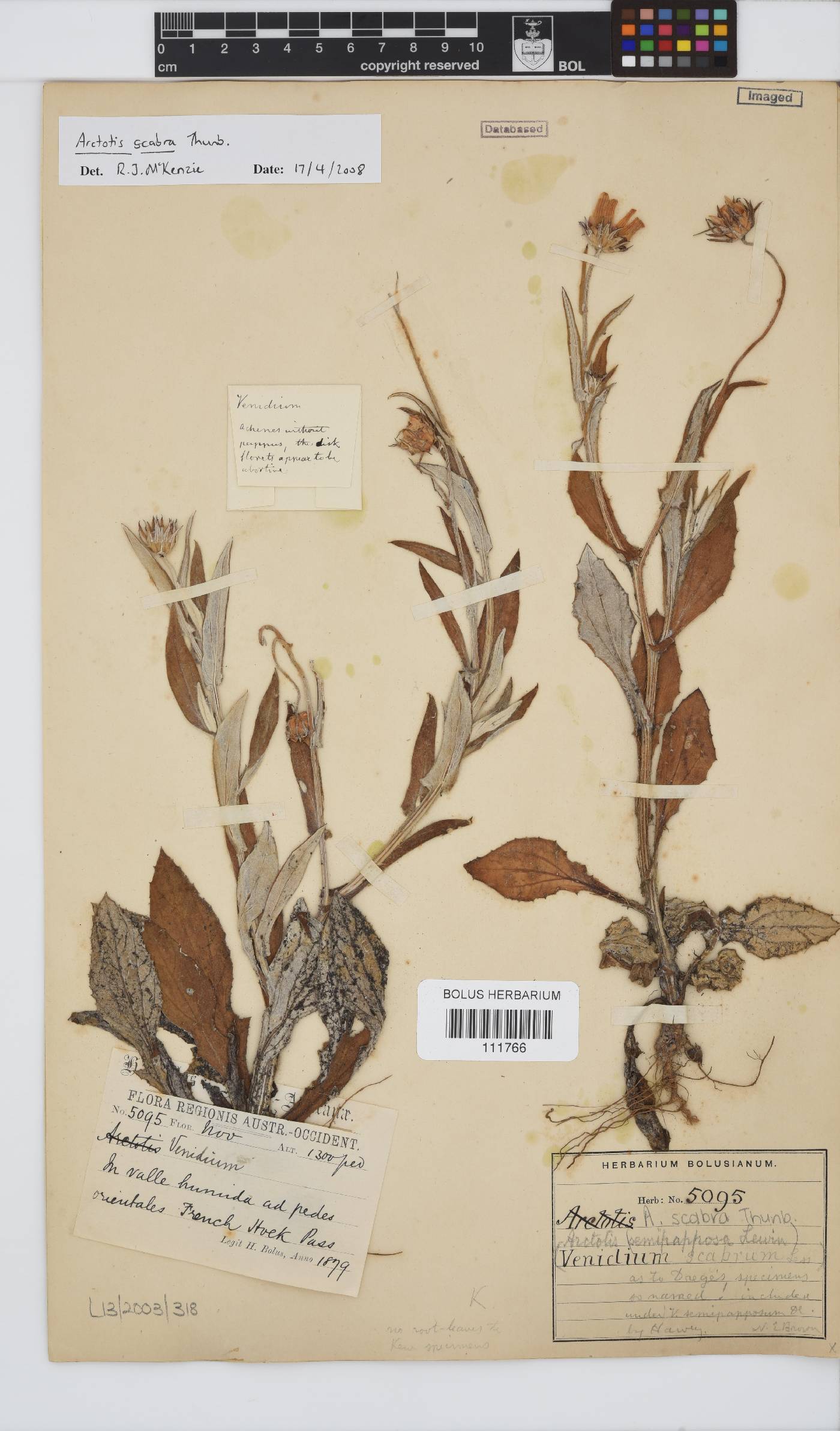 Arctotis scabra image