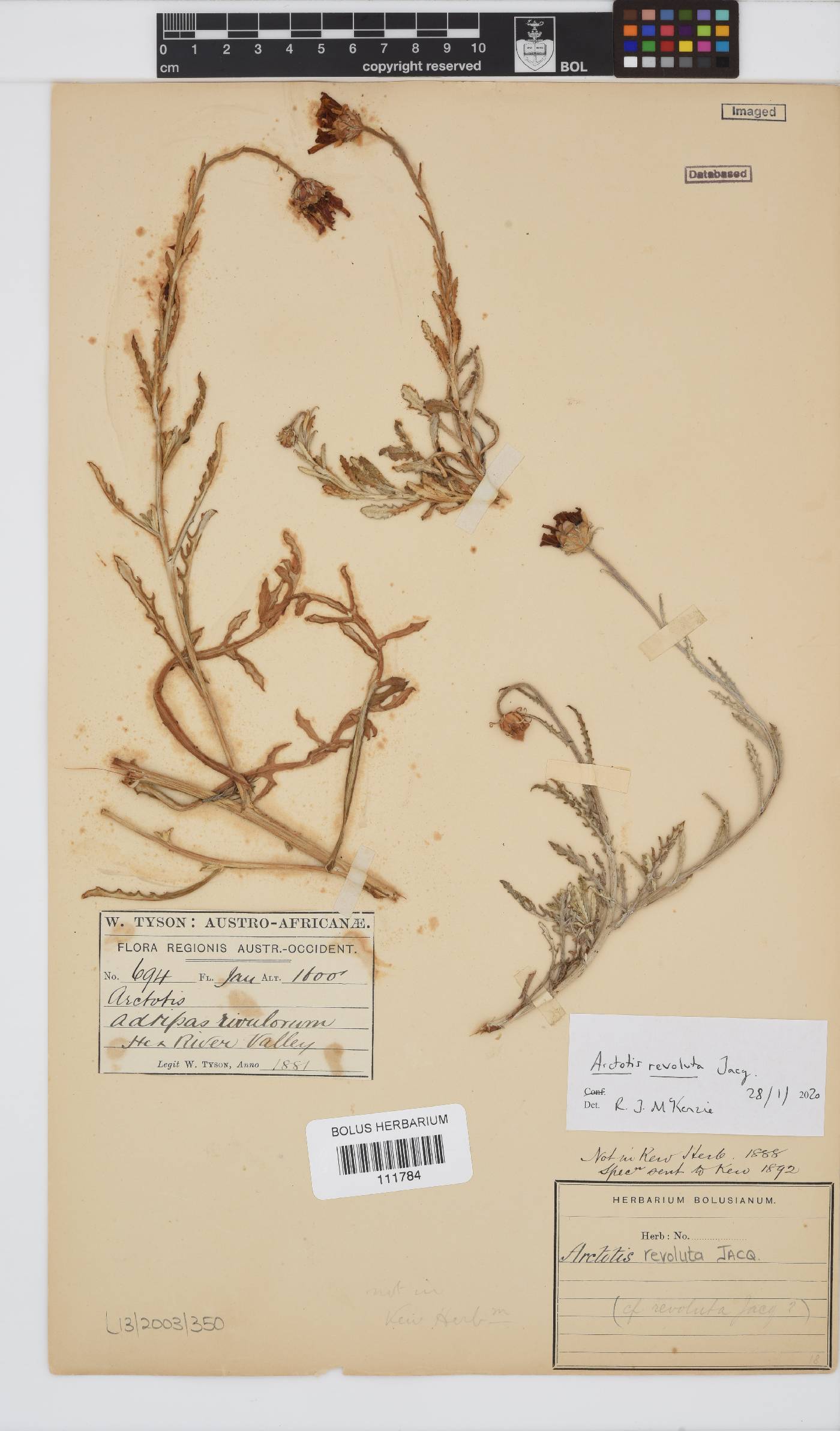 Arctotis revoluta image