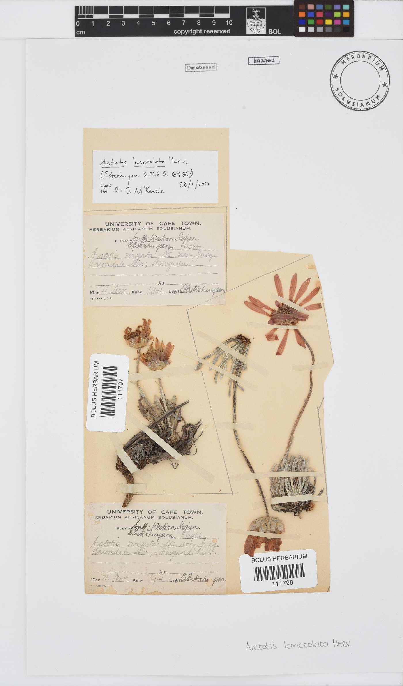 Arctotis lanceolata image
