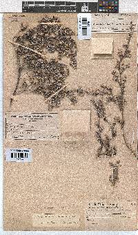 Erica xeranthemifolia image