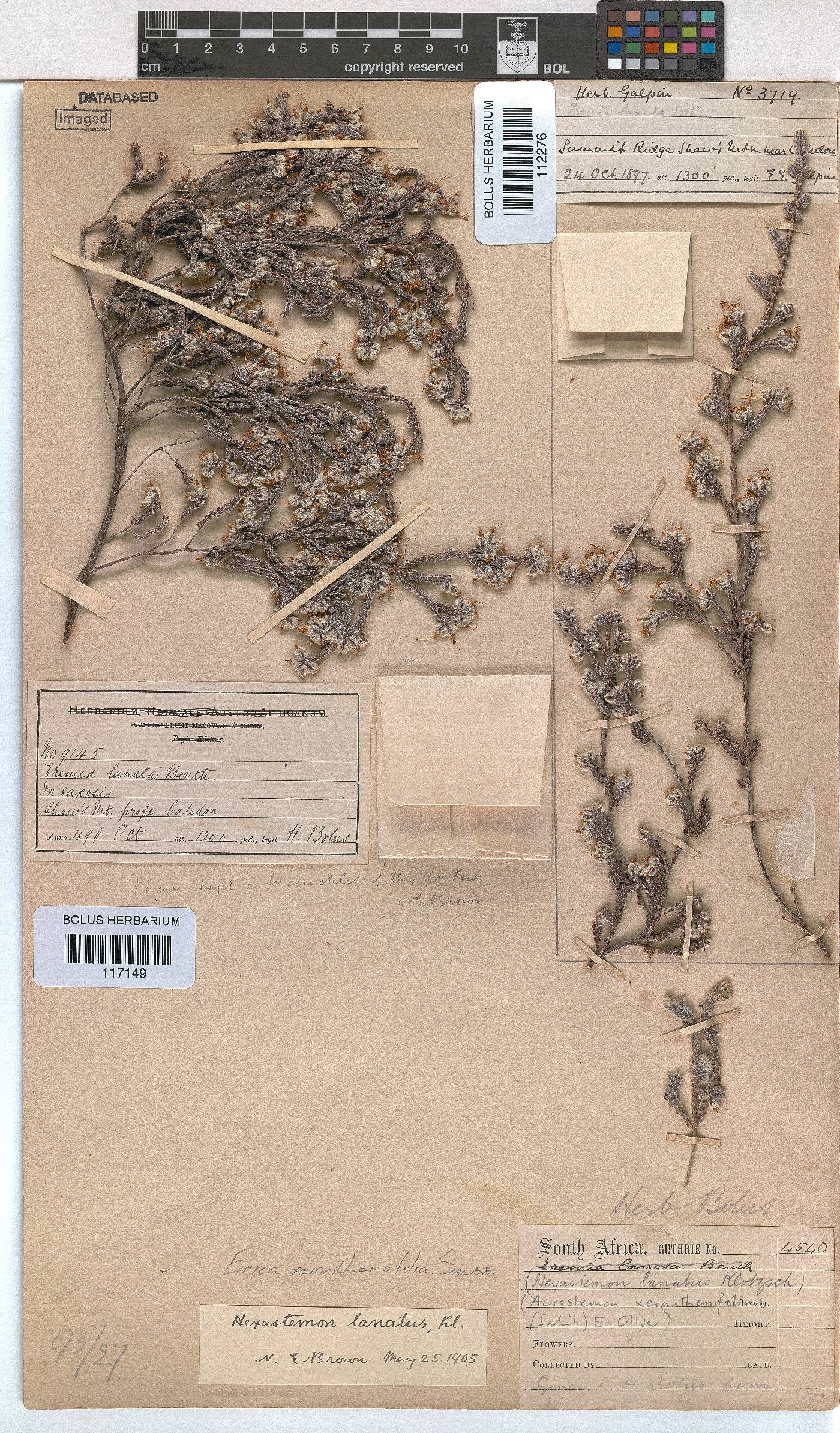 Erica xeranthemifolia image