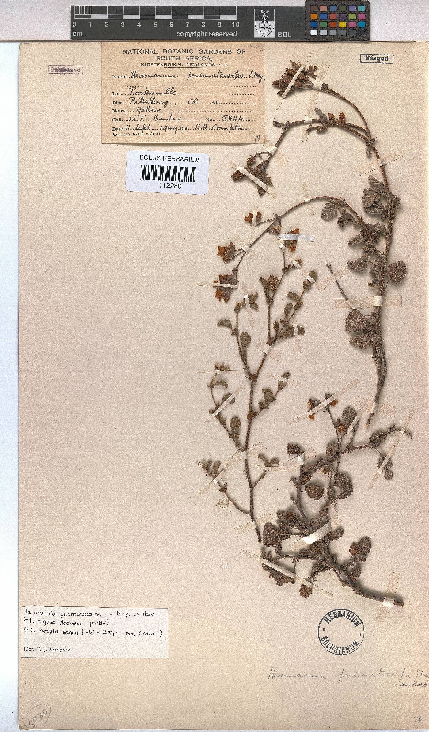 Hermannia prismatocarpa image