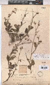 Hermannia prismatocarpa image