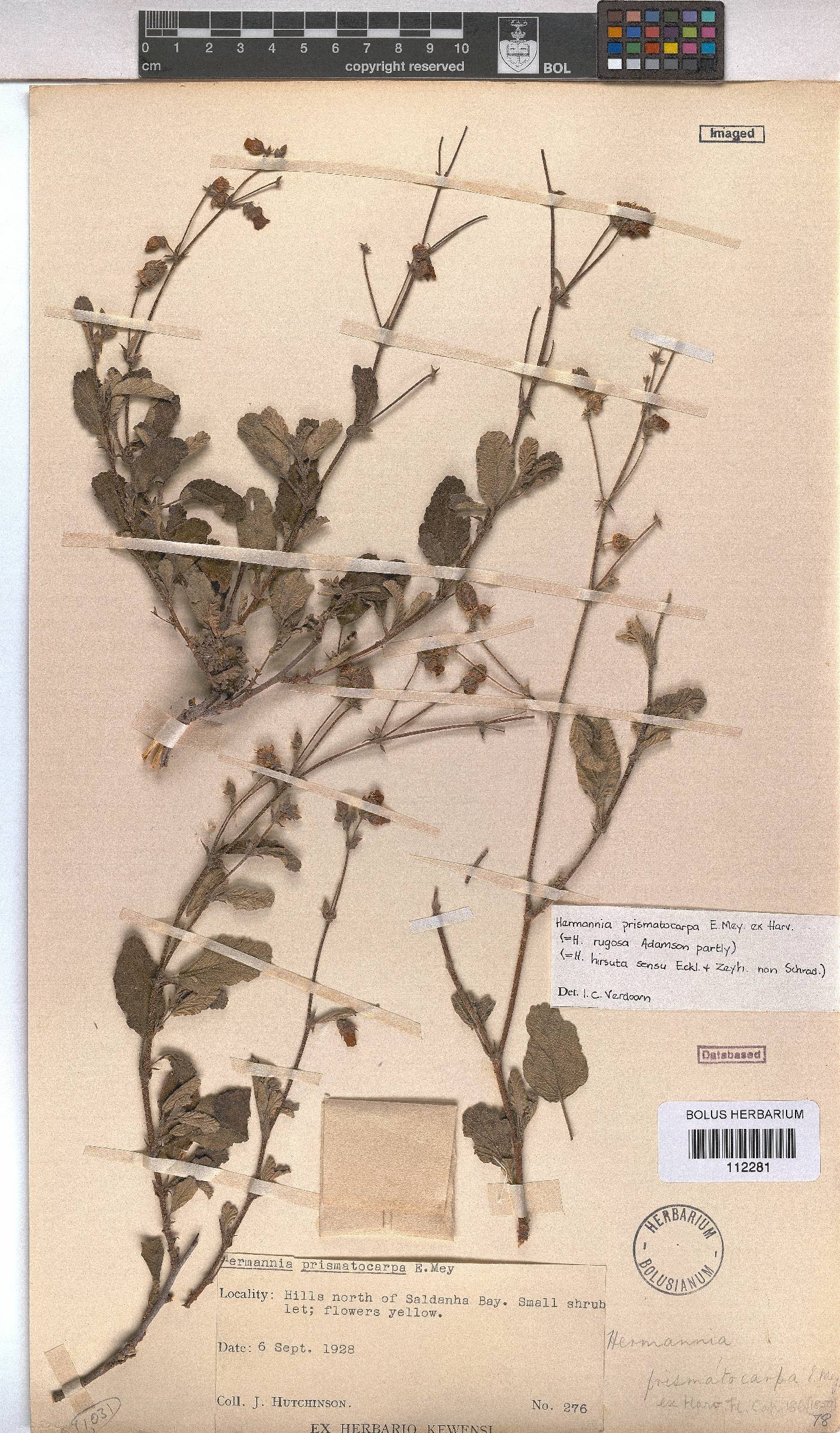 Hermannia prismatocarpa image