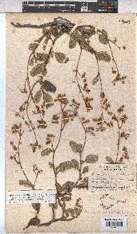 Hermannia prismatocarpa image