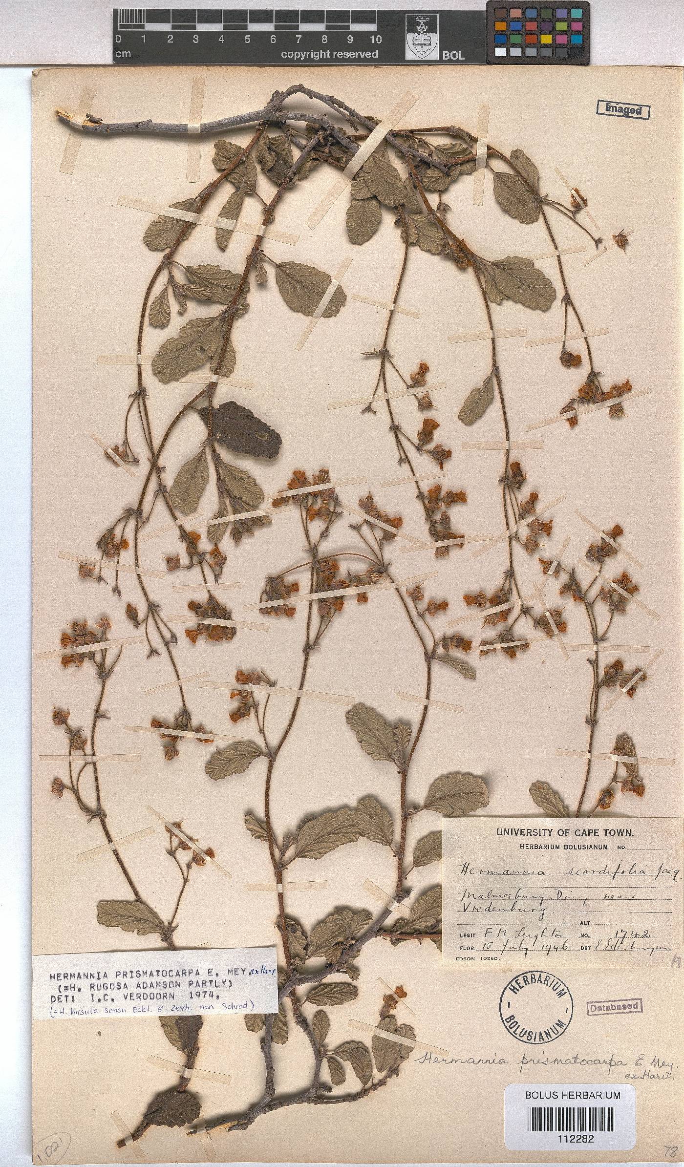 Hermannia prismatocarpa image