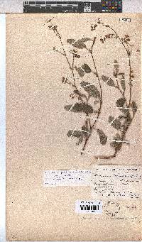 Hermannia prismatocarpa image