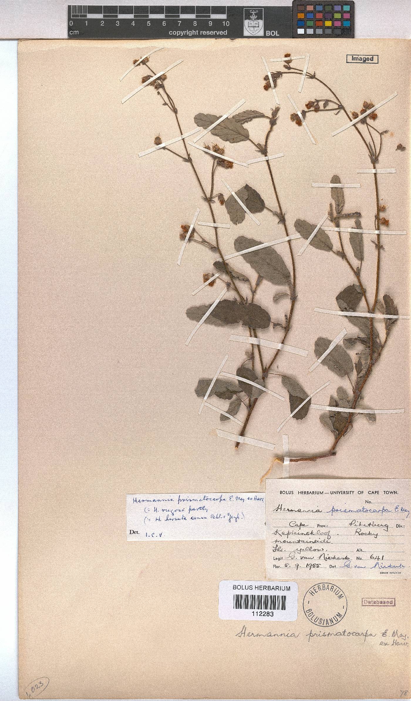 Hermannia prismatocarpa image