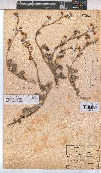 Hermannia prismatocarpa image