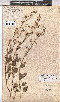 Hermannia prismatocarpa image