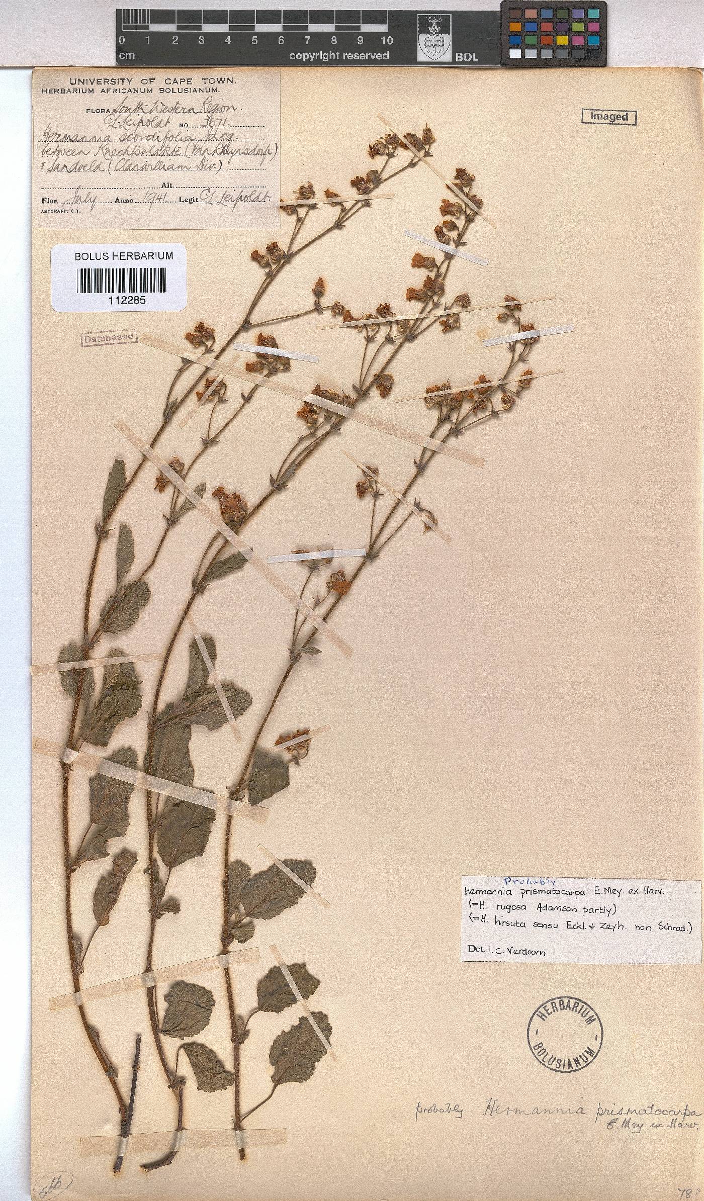Hermannia prismatocarpa image