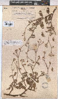 Hermannia prismatocarpa image
