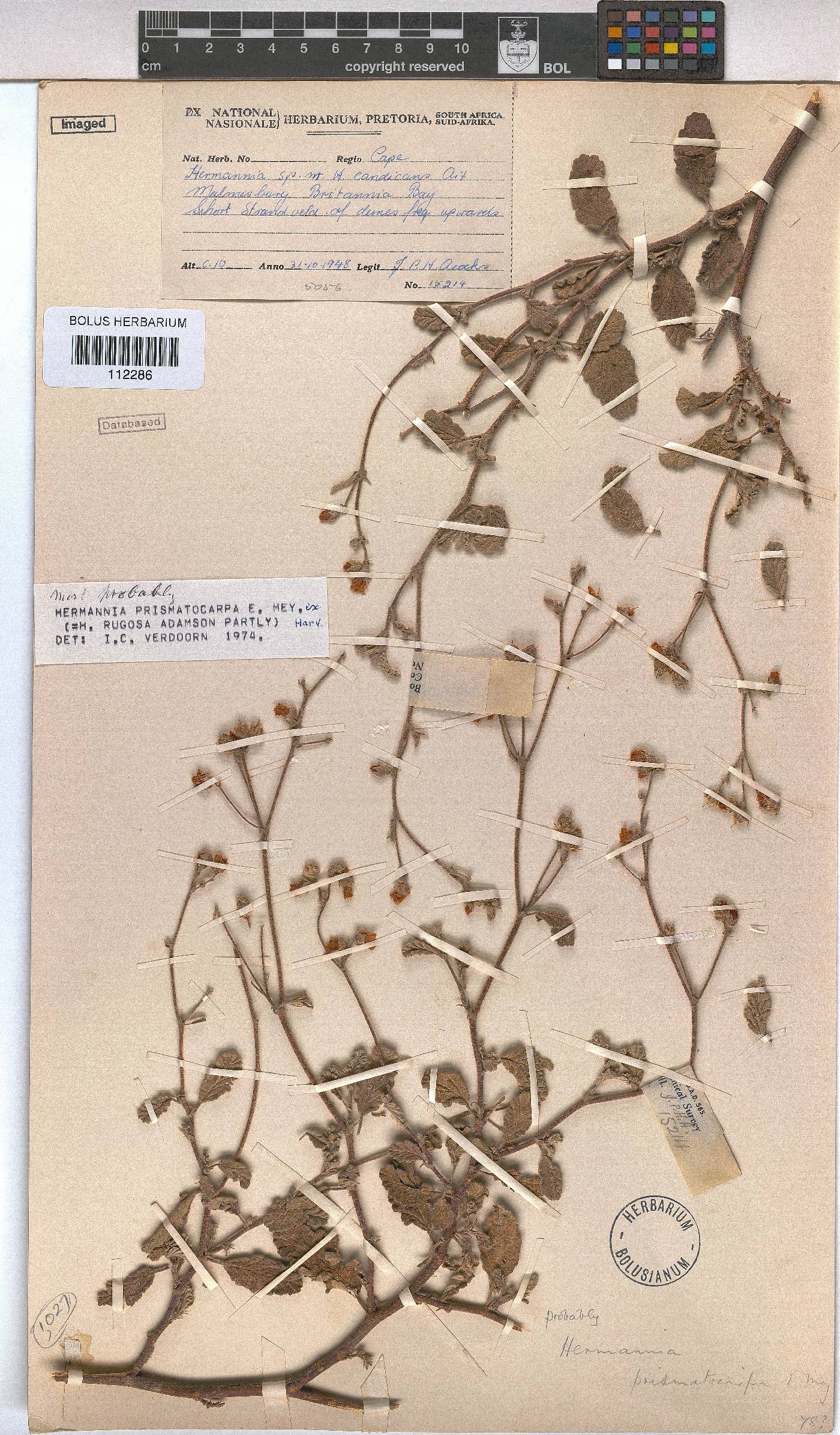 Hermannia prismatocarpa image