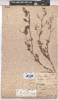 Hermannia prismatocarpa image