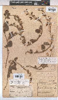 Hermannia prismatocarpa image