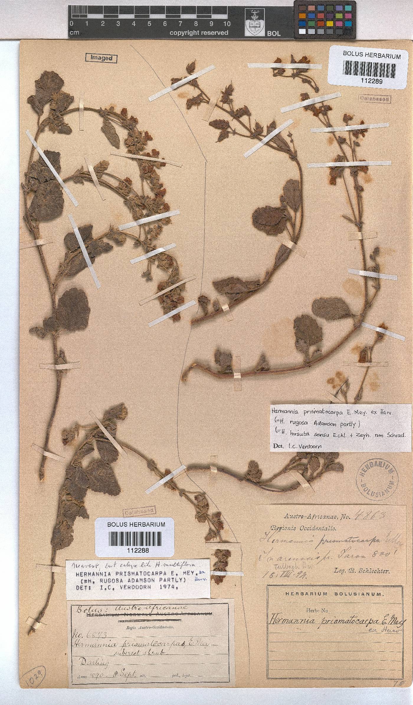 Hermannia prismatocarpa image