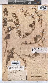 Hermannia prismatocarpa image