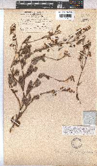 Hermannia prismatocarpa image