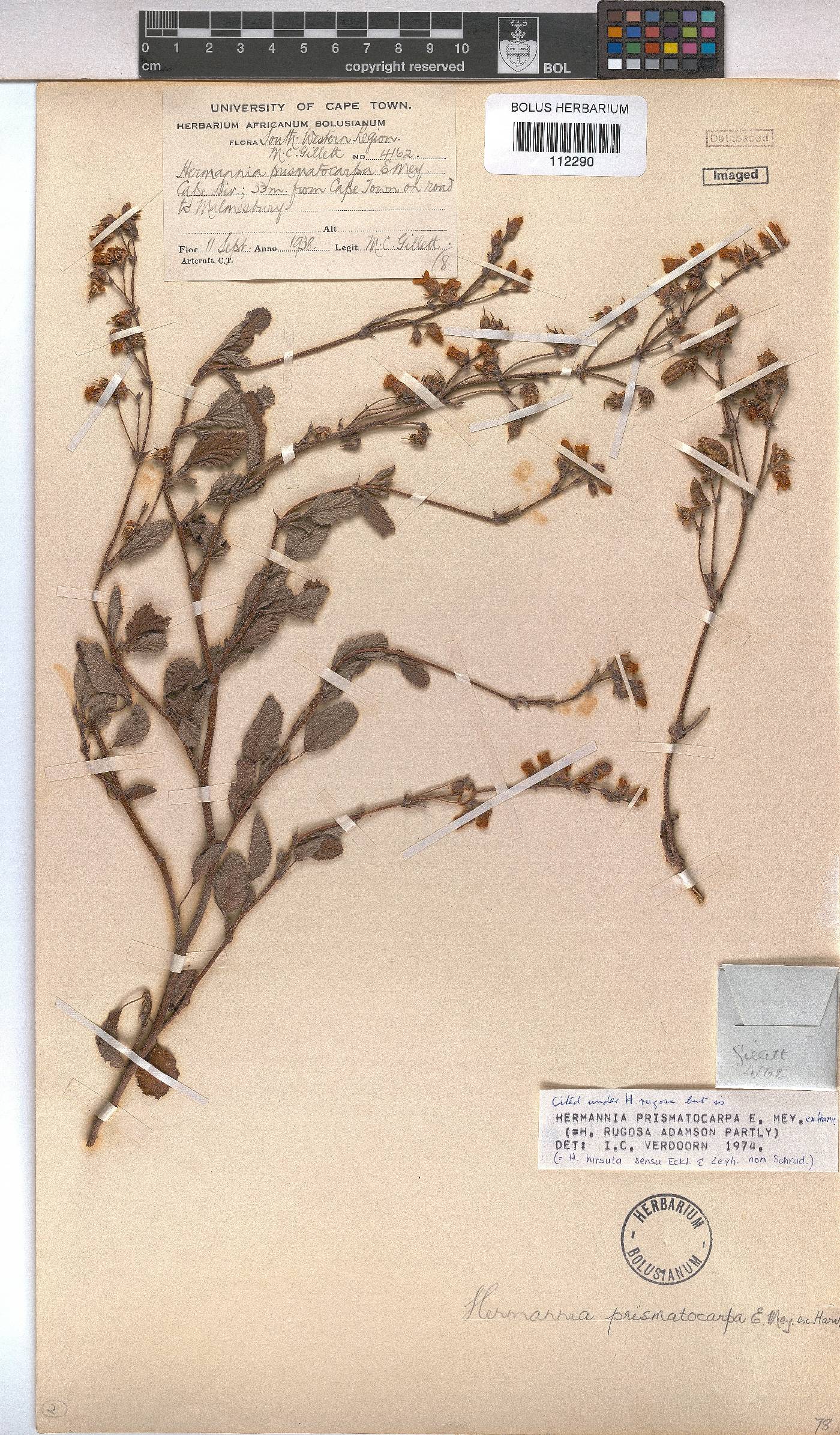 Hermannia prismatocarpa image