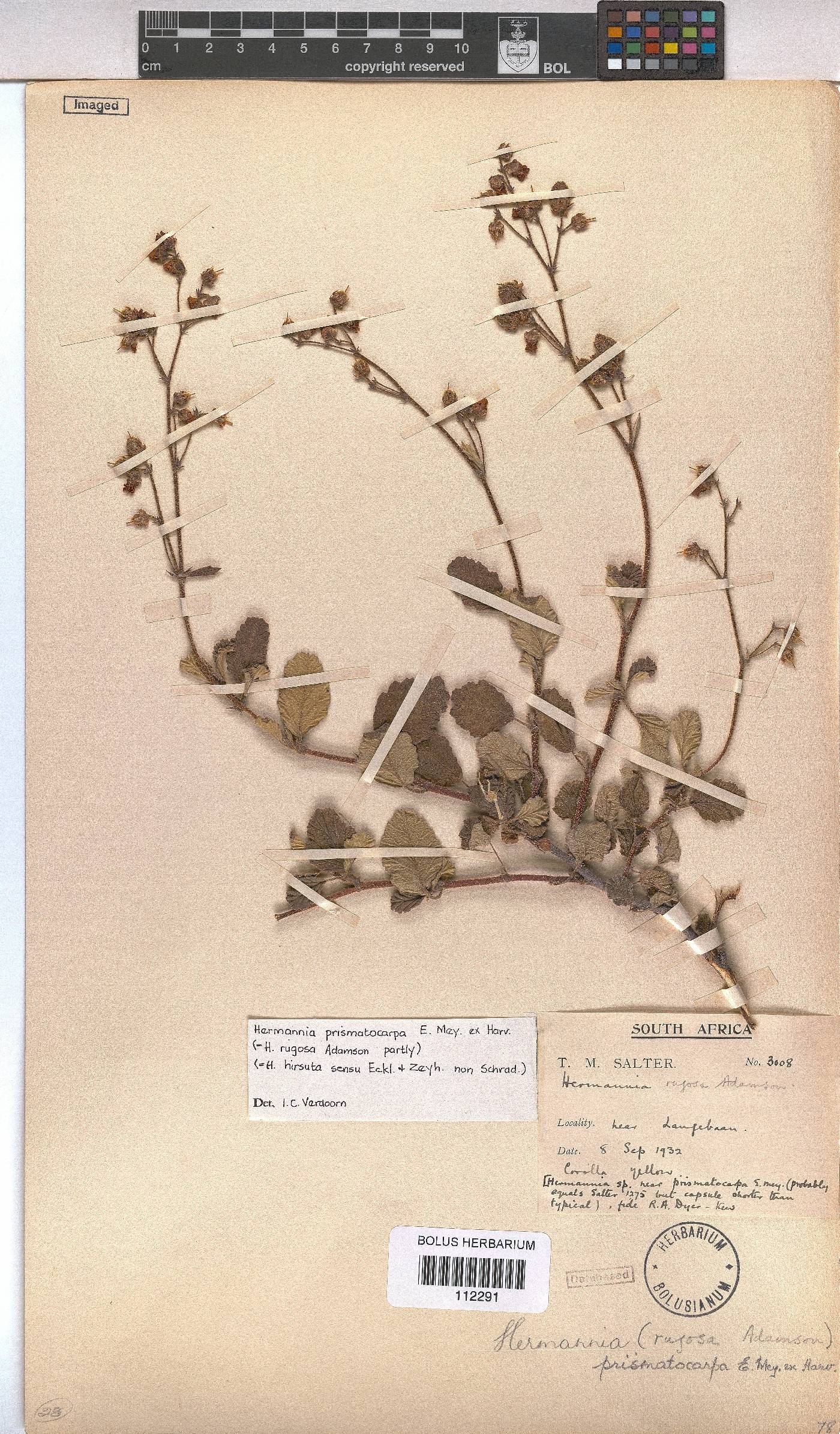 Hermannia prismatocarpa image